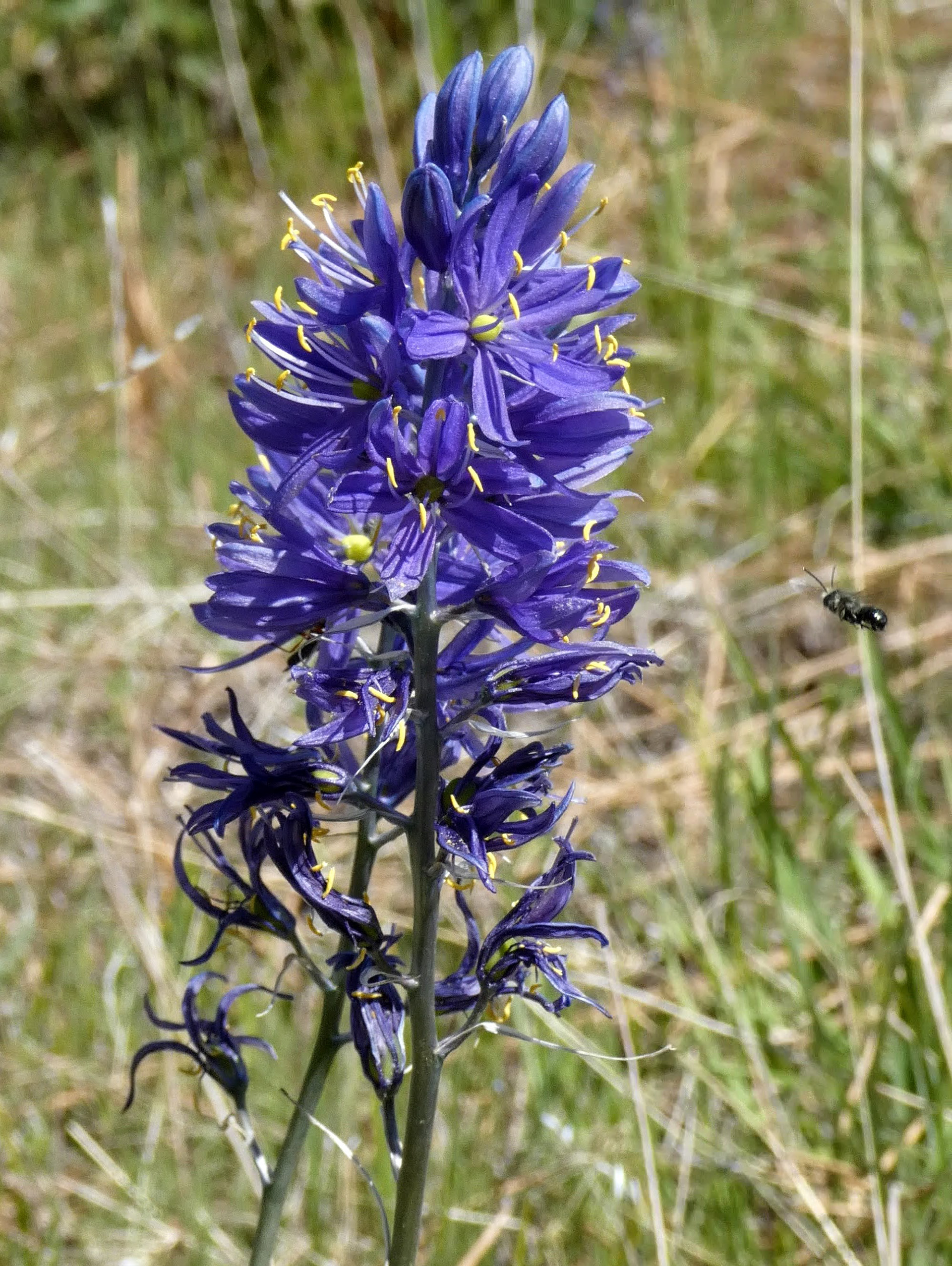 Small Camas