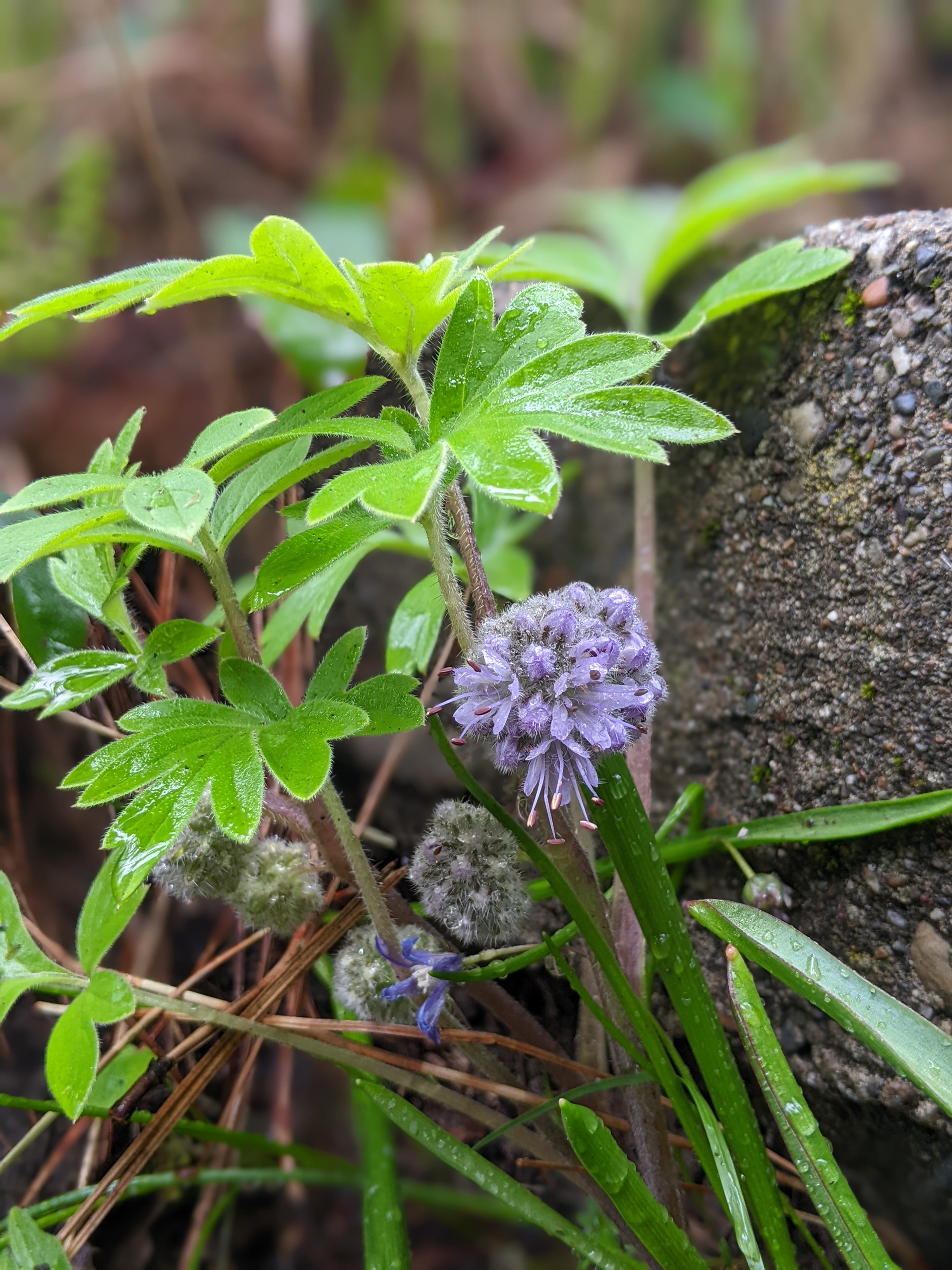 Ballhead waterleaf