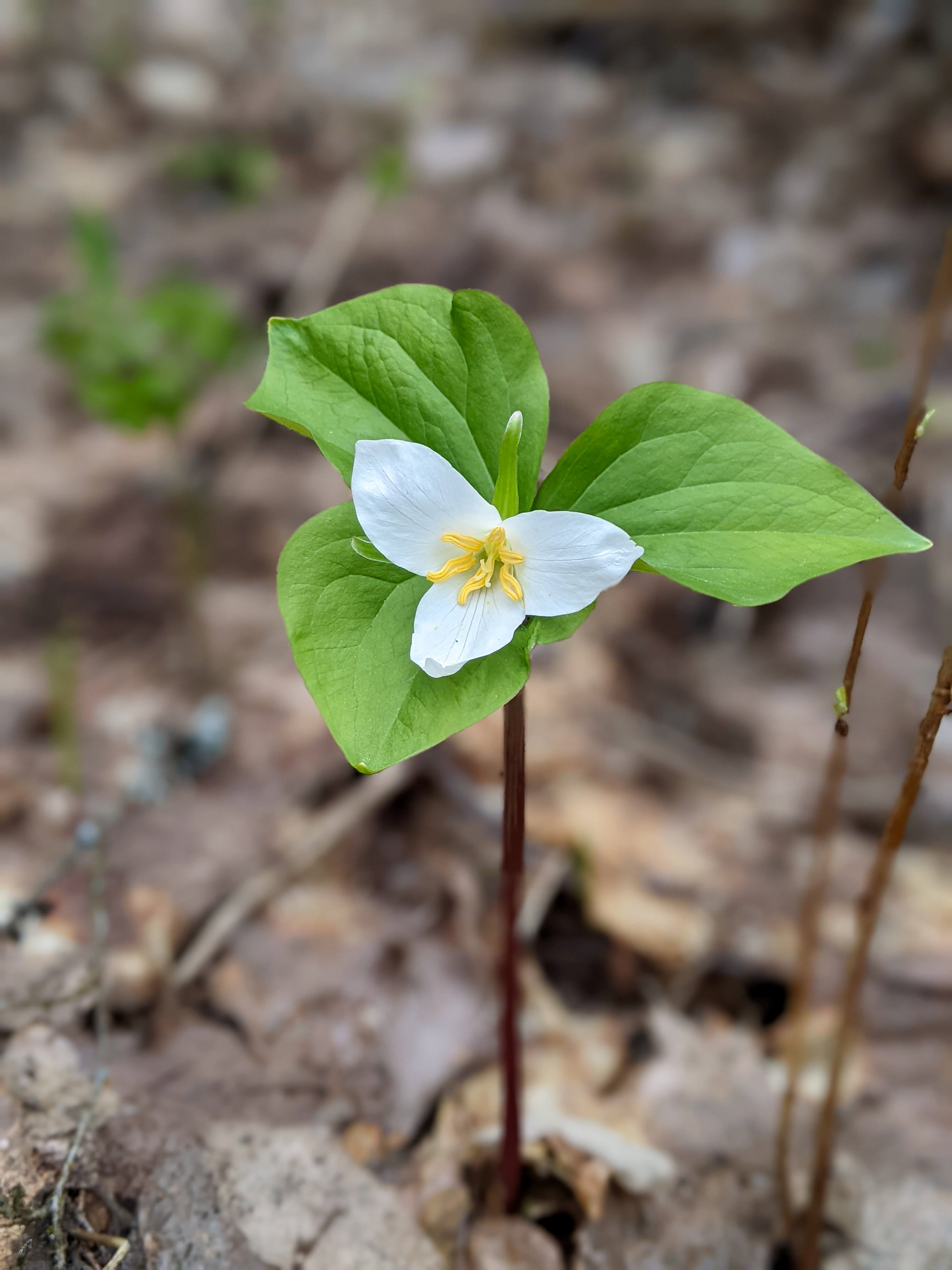 Trillium