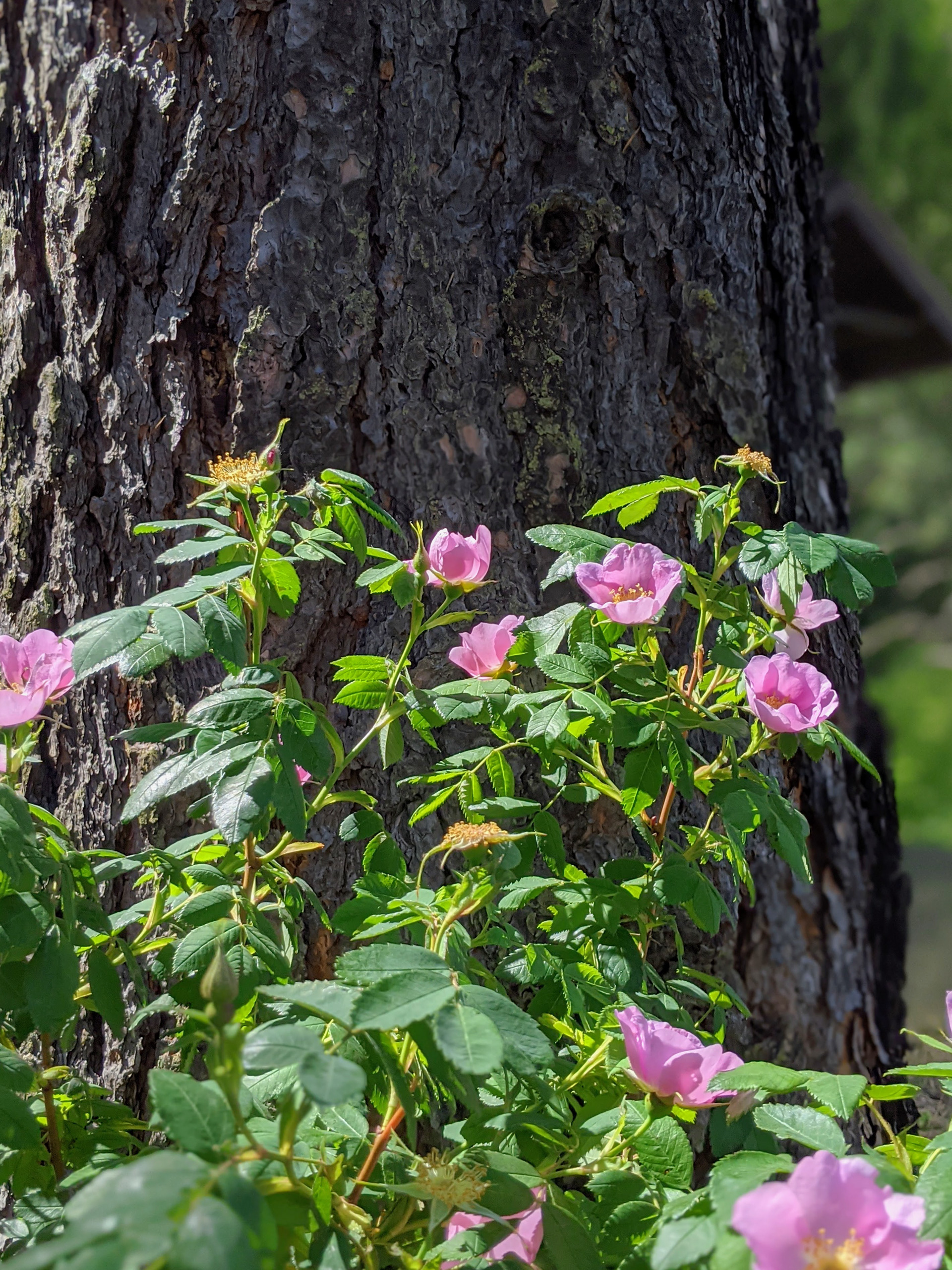 Wild Rose