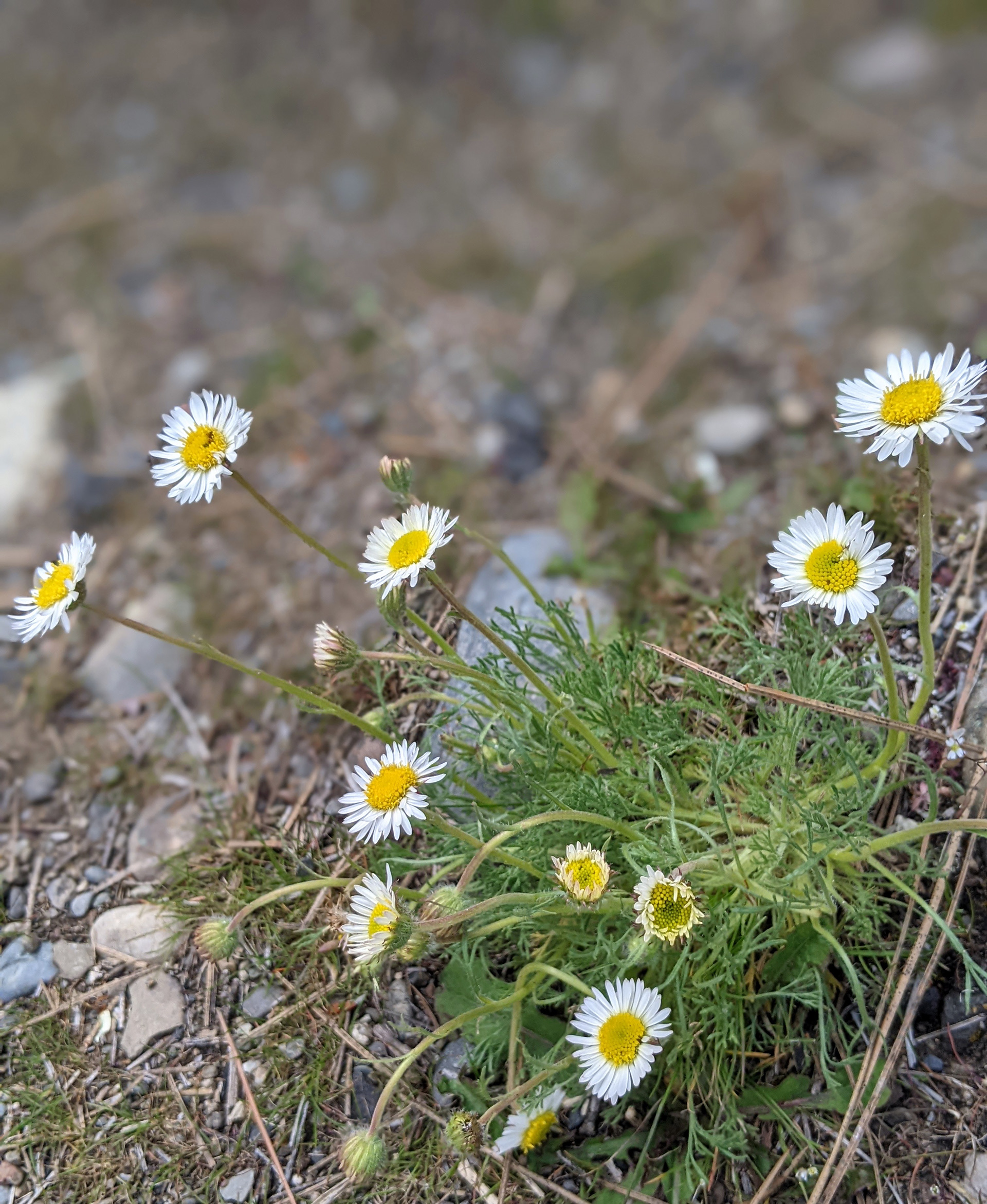 Cut-leaf fleabane
