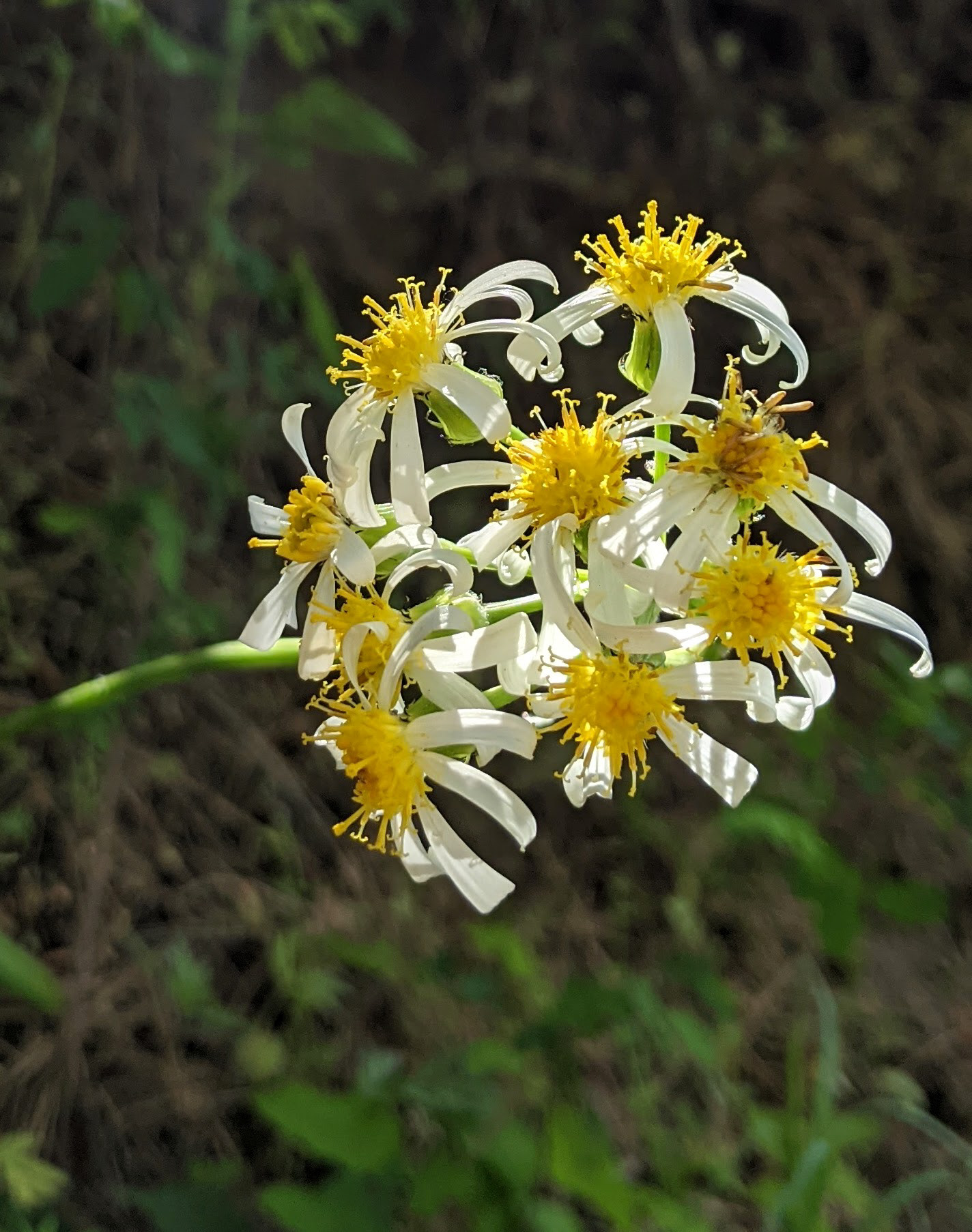 Pinebarren Aster