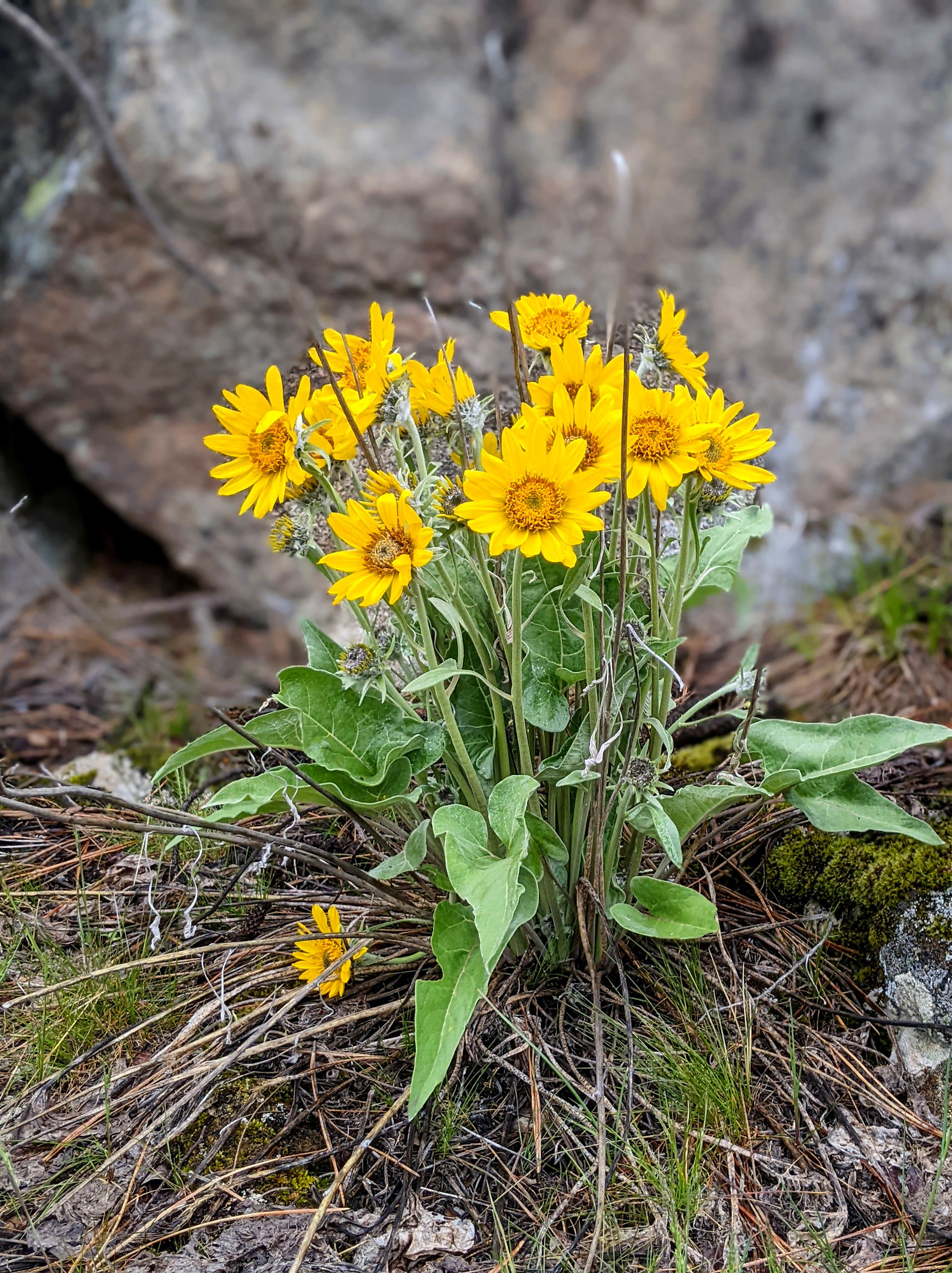 Arrowleaf Balsamroot