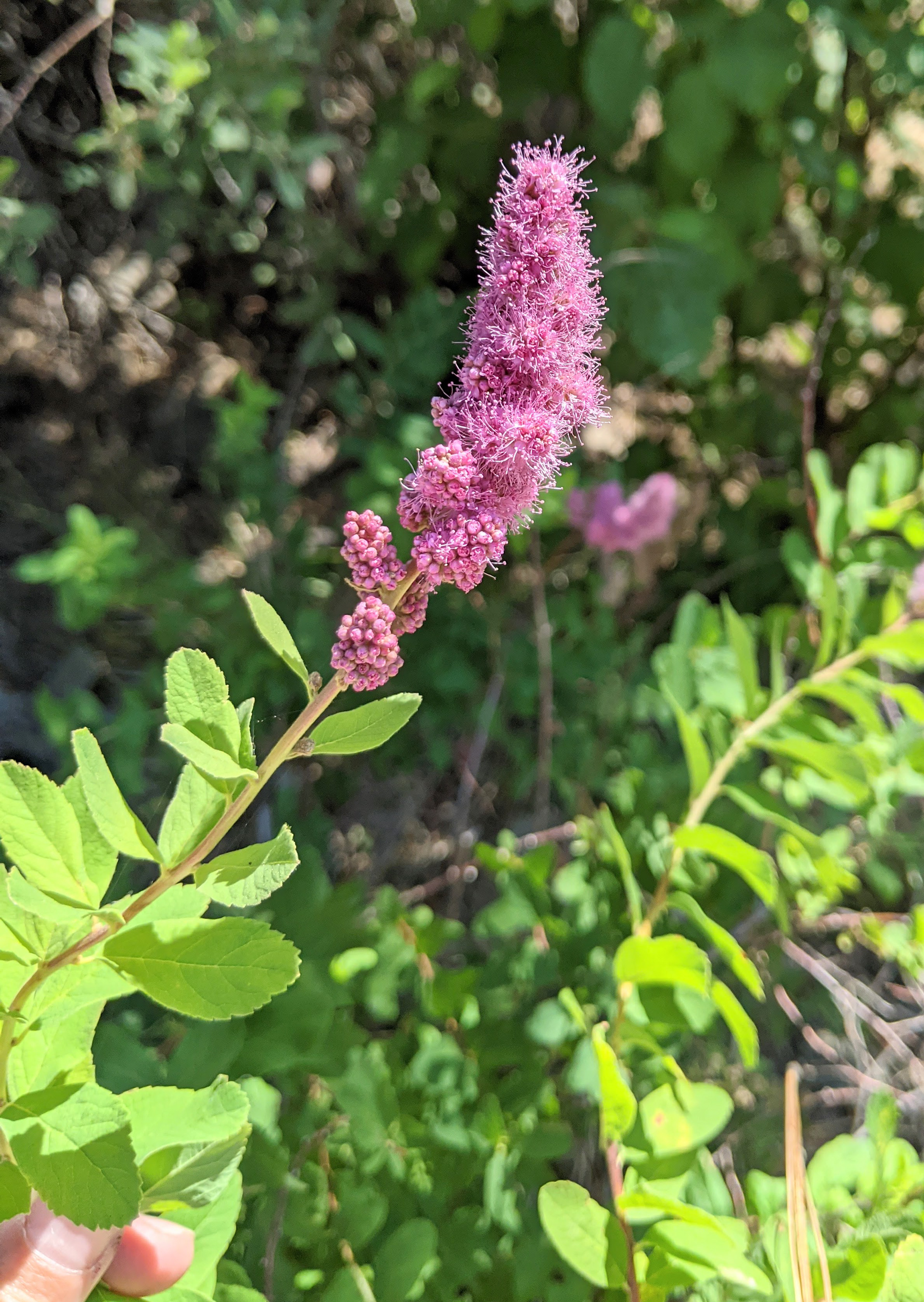 Rose Spirea