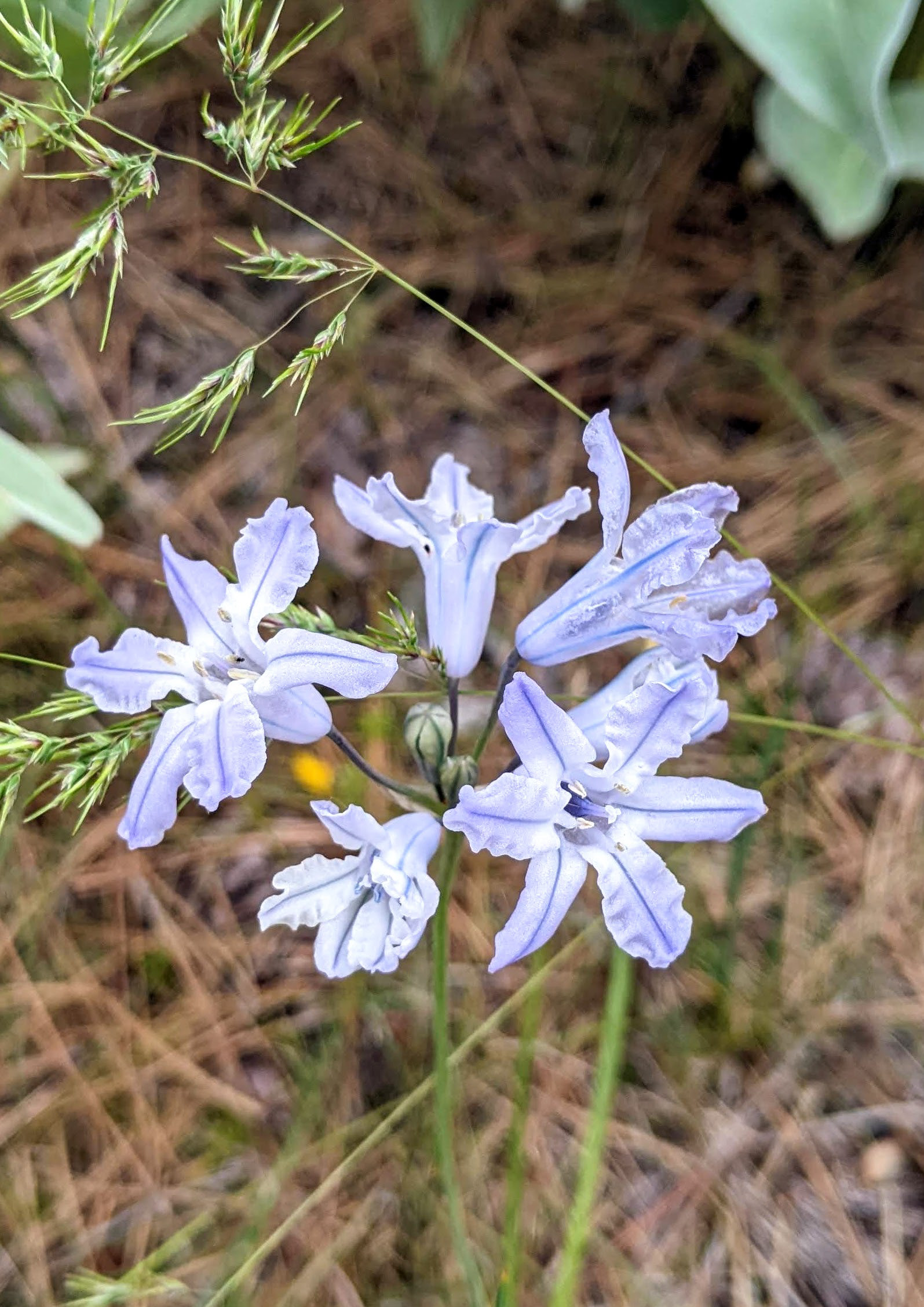 Large-flowered Triteleia