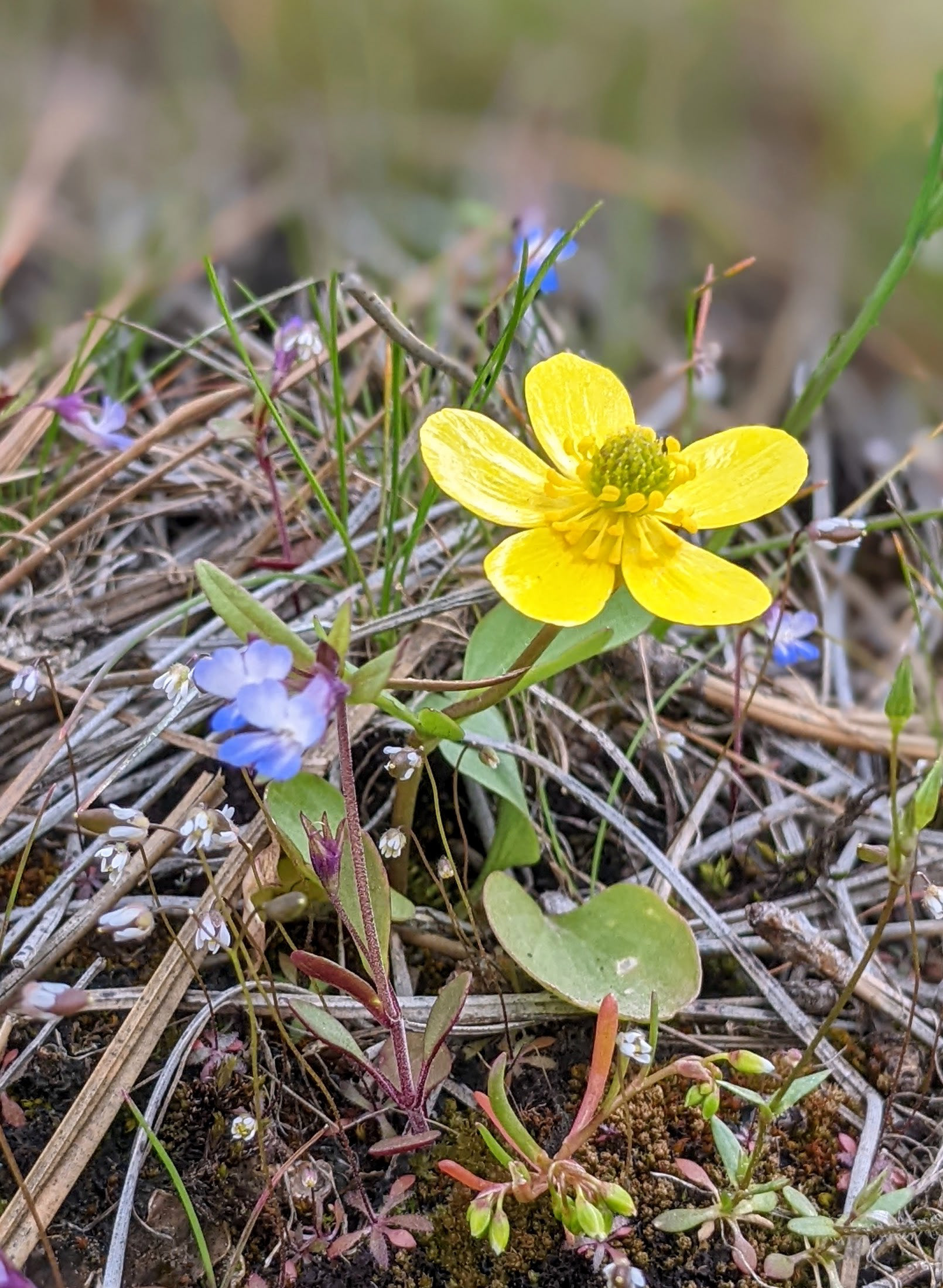 Buttercup
