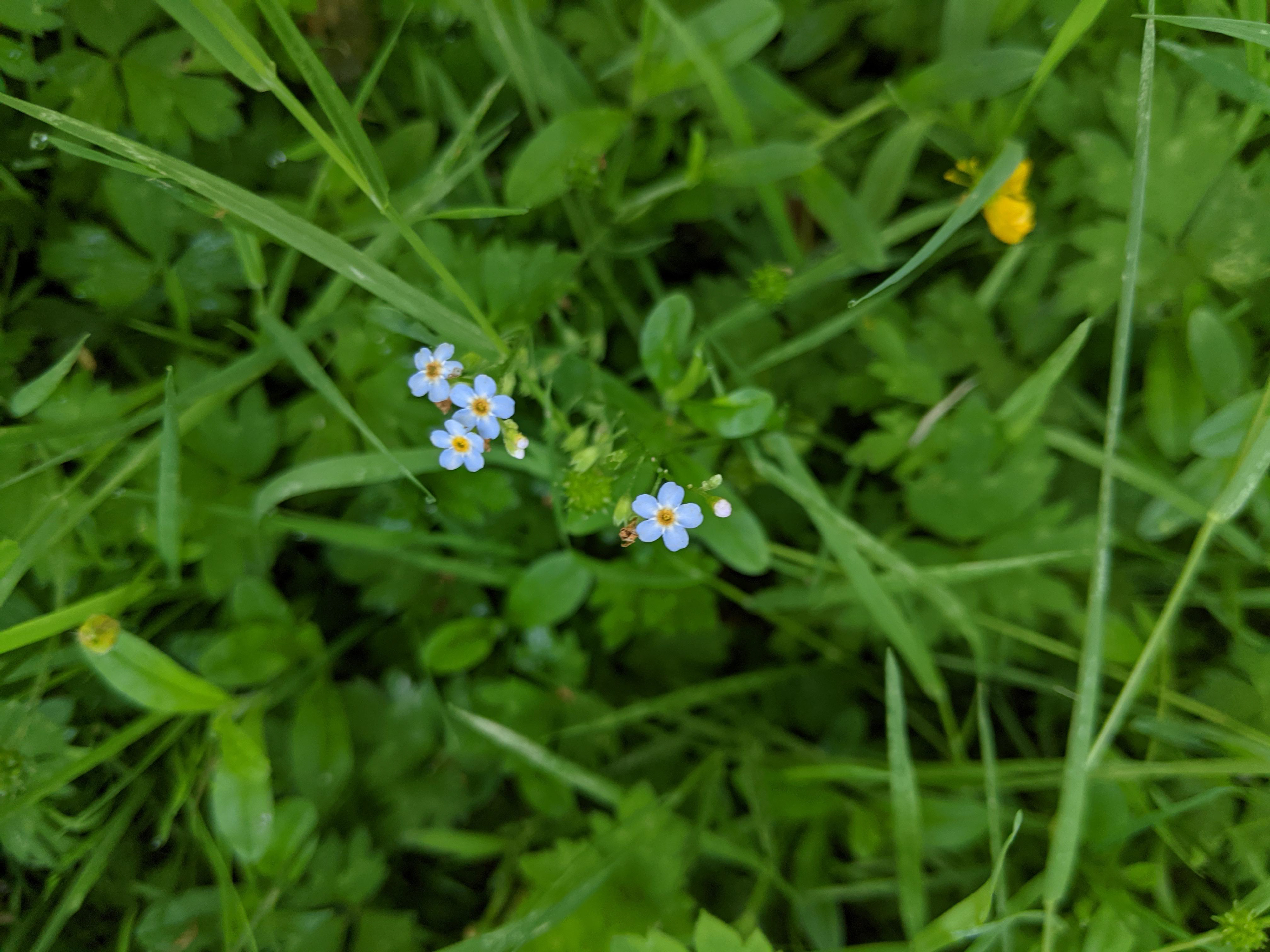 Water Forget-Me-Not