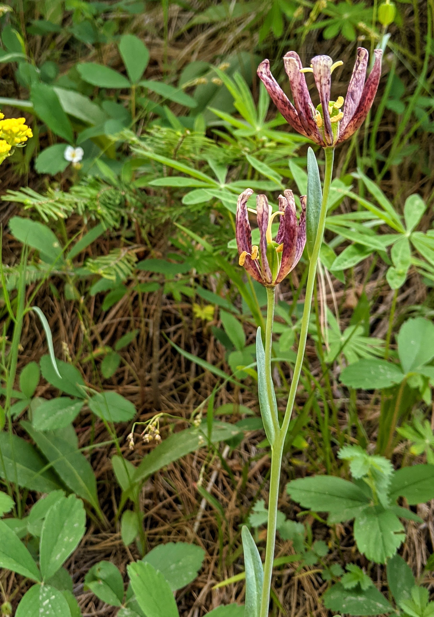 Fritillaries - Checkered Lily