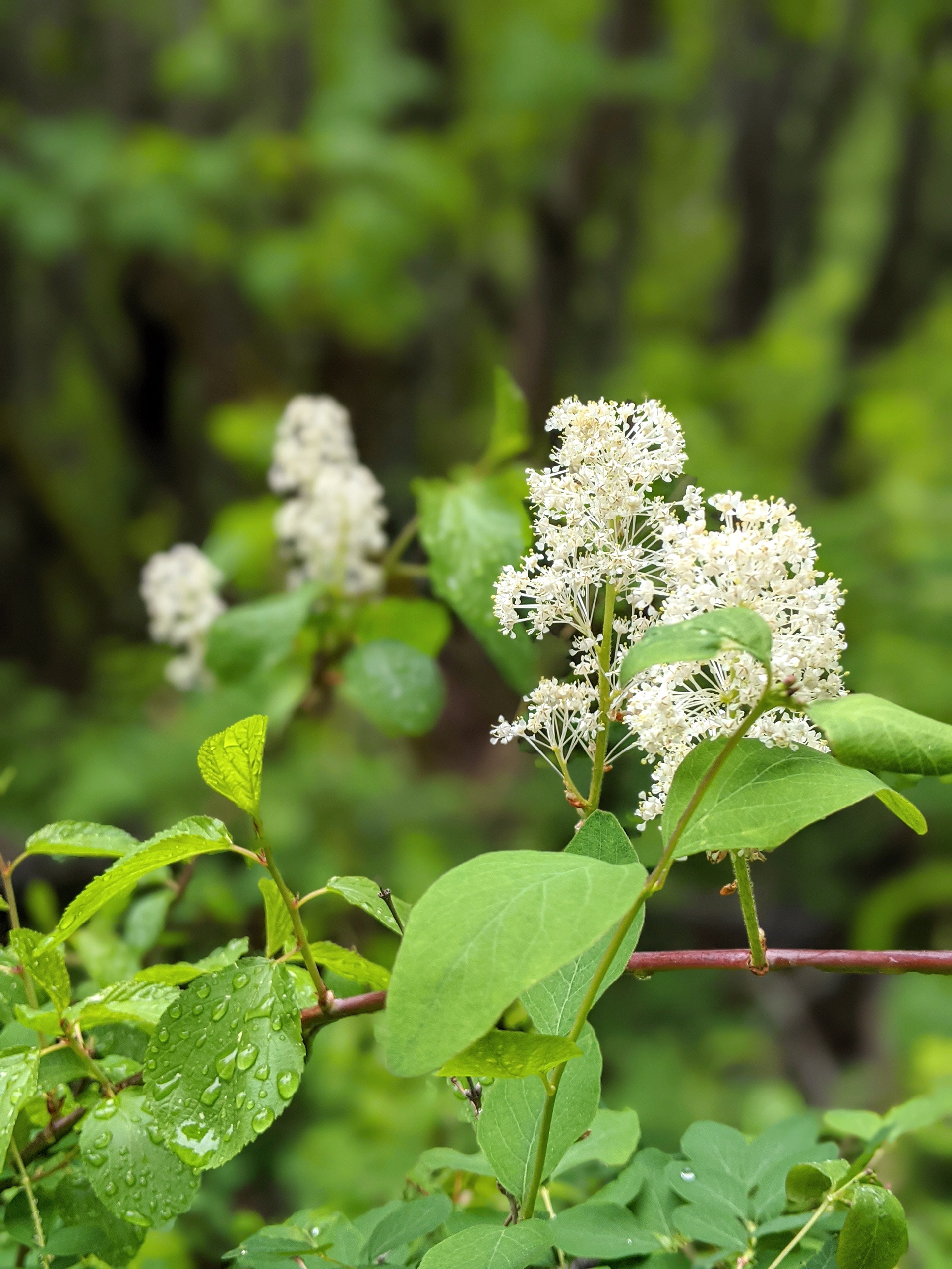 Redstem Ceanothus