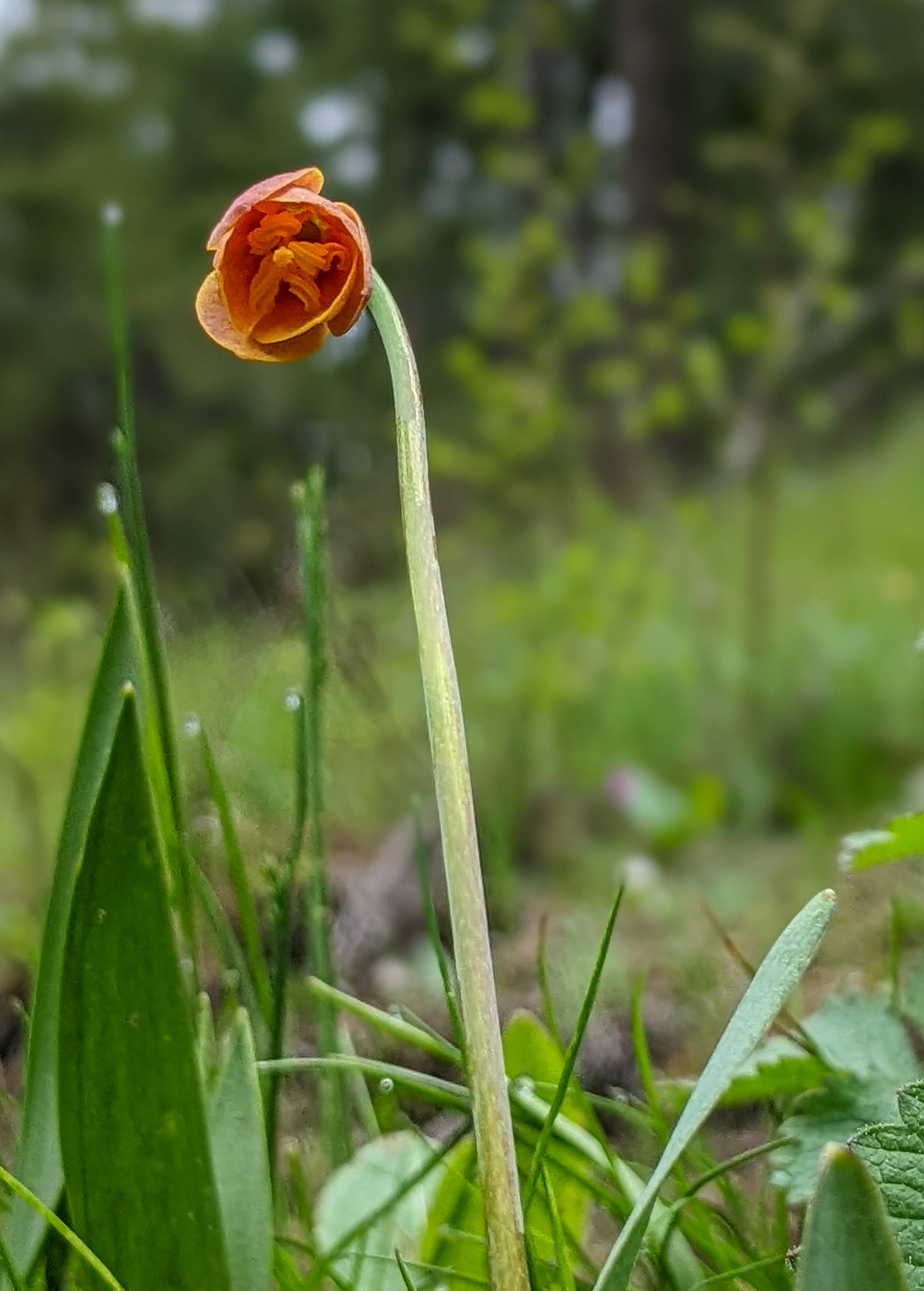 Fritillary, yellow bell family