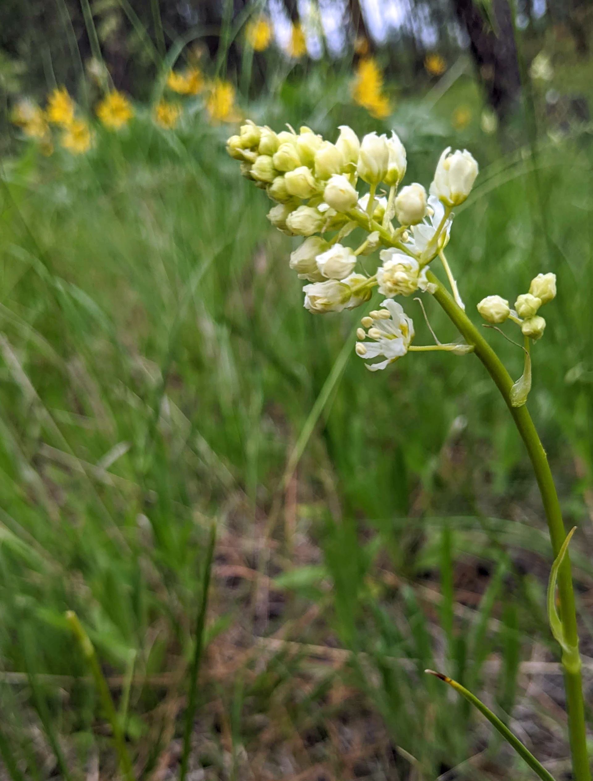 Meadow Deathcamas