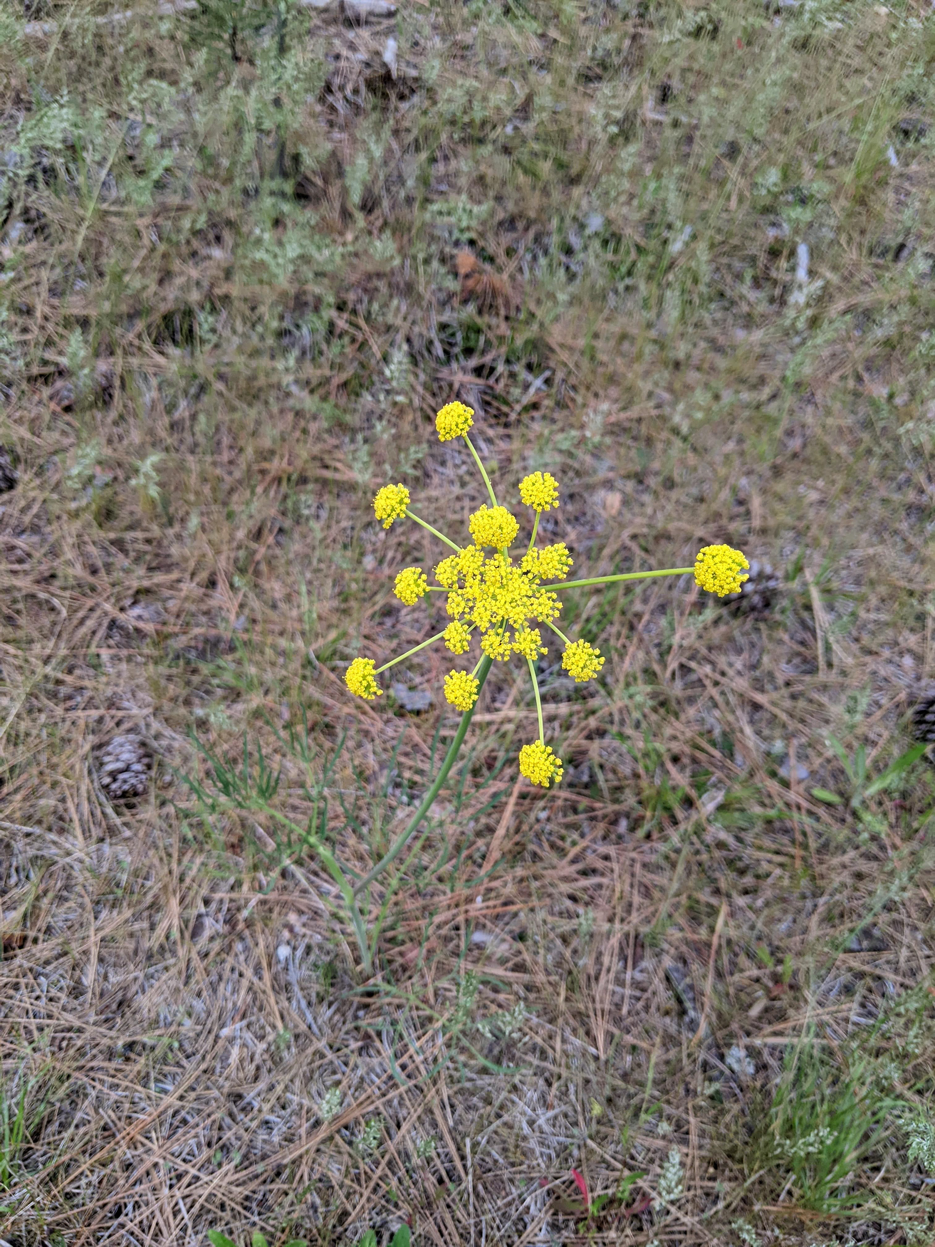 Ternate Desert-parsley