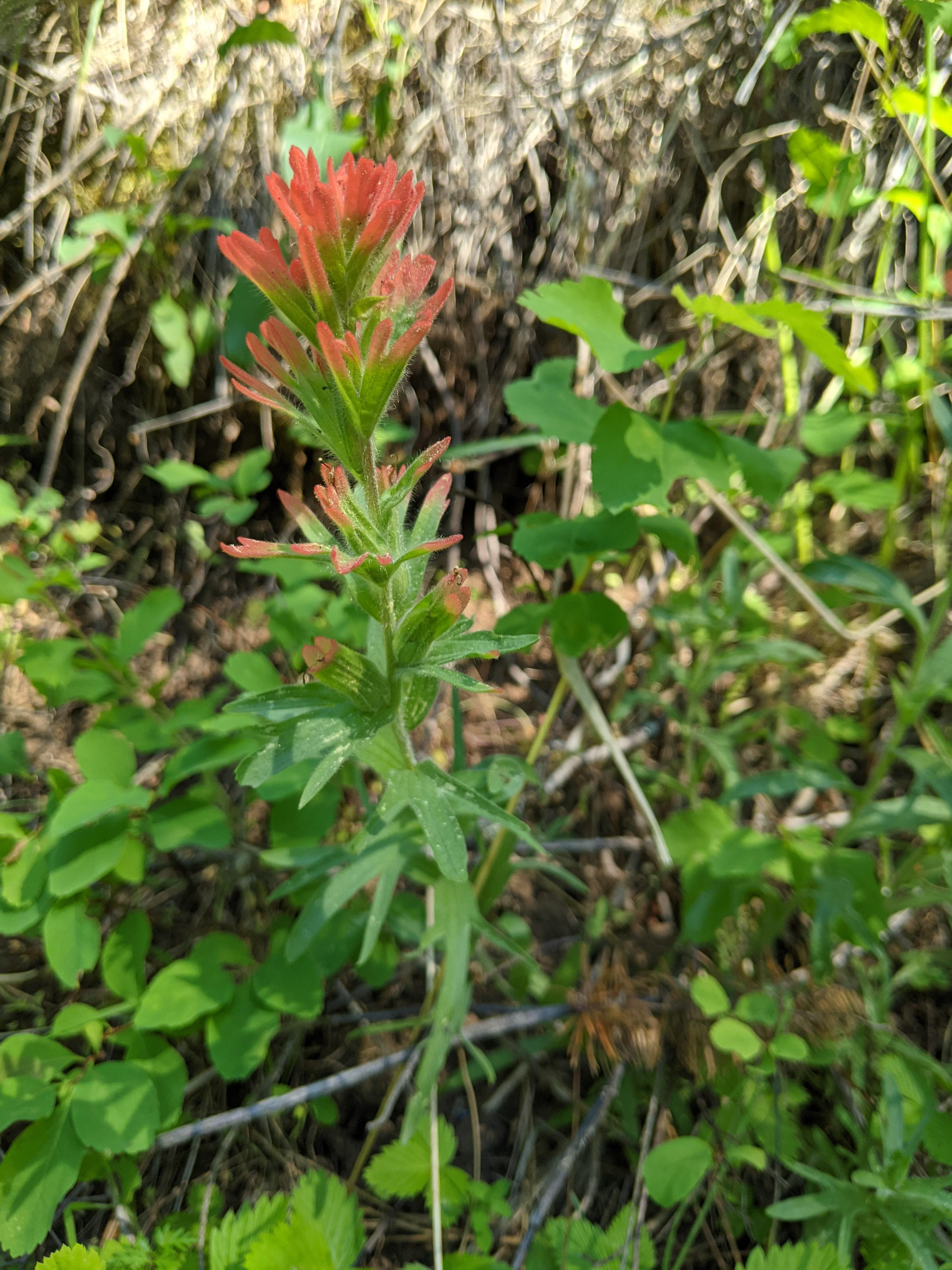 Paintbrush