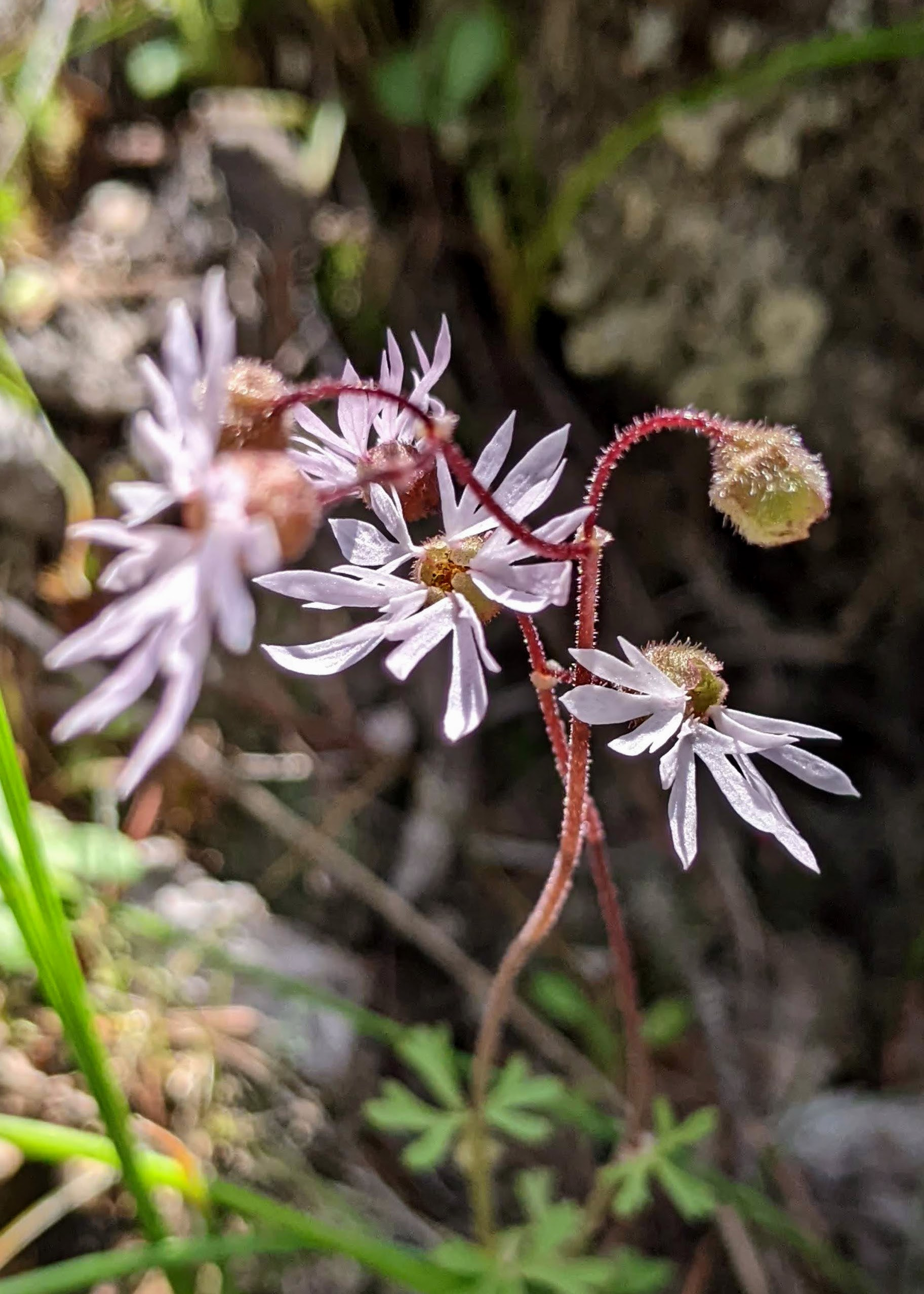 Bulbous Woodland Star
