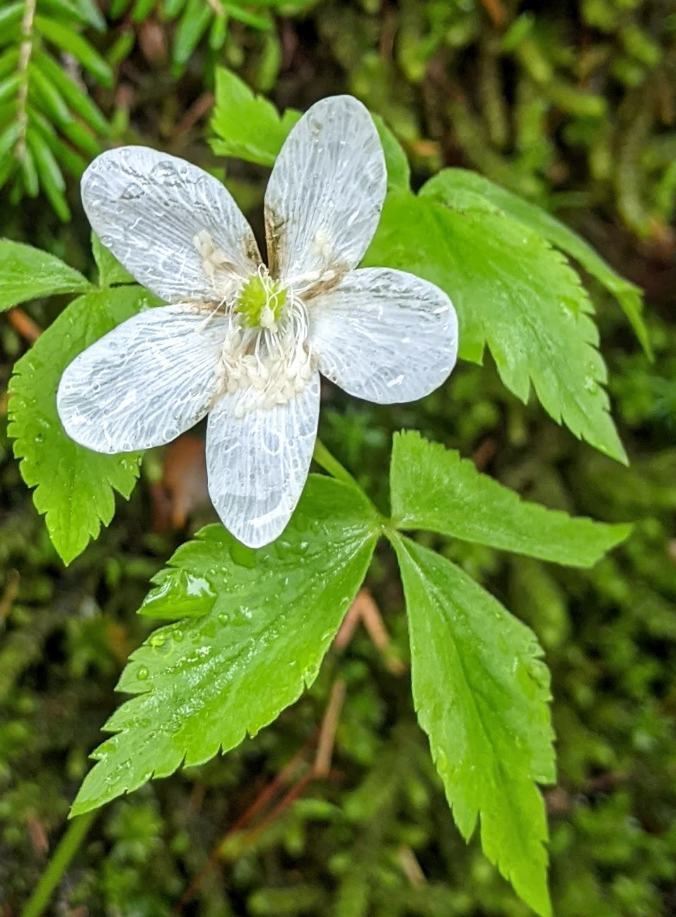 Wood Anemone
