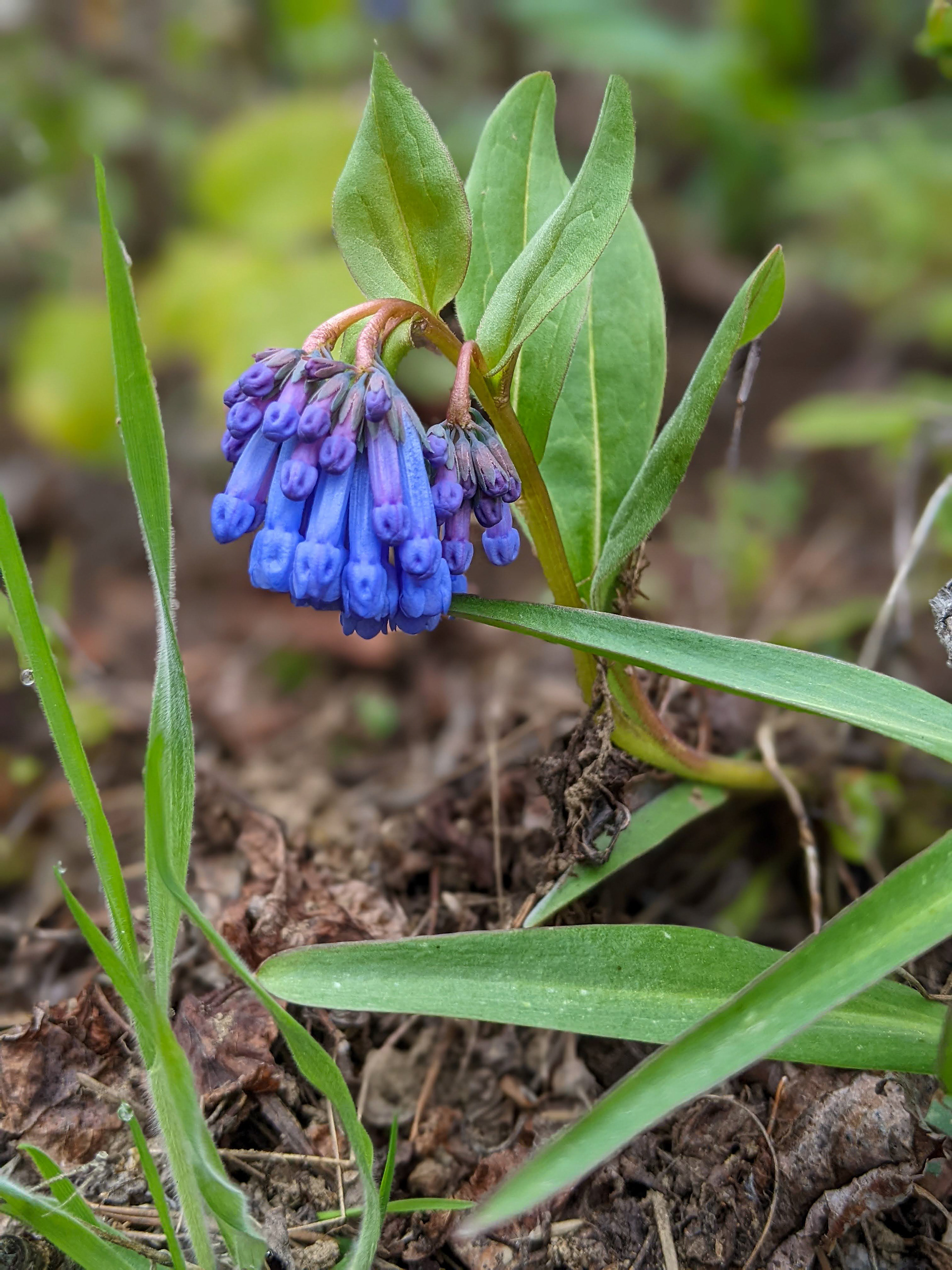 Blue Bell