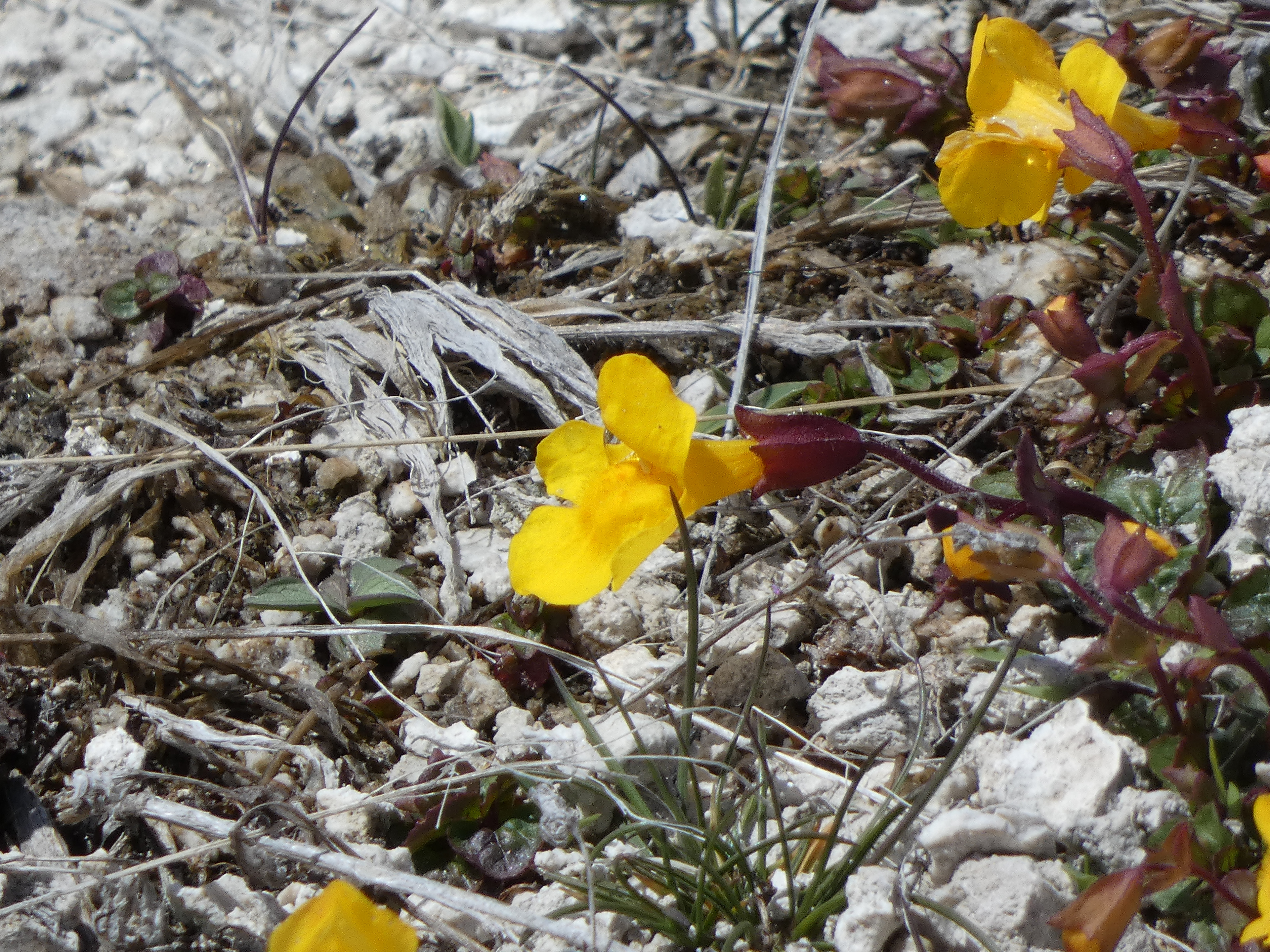 Tiling's Monkeyflower