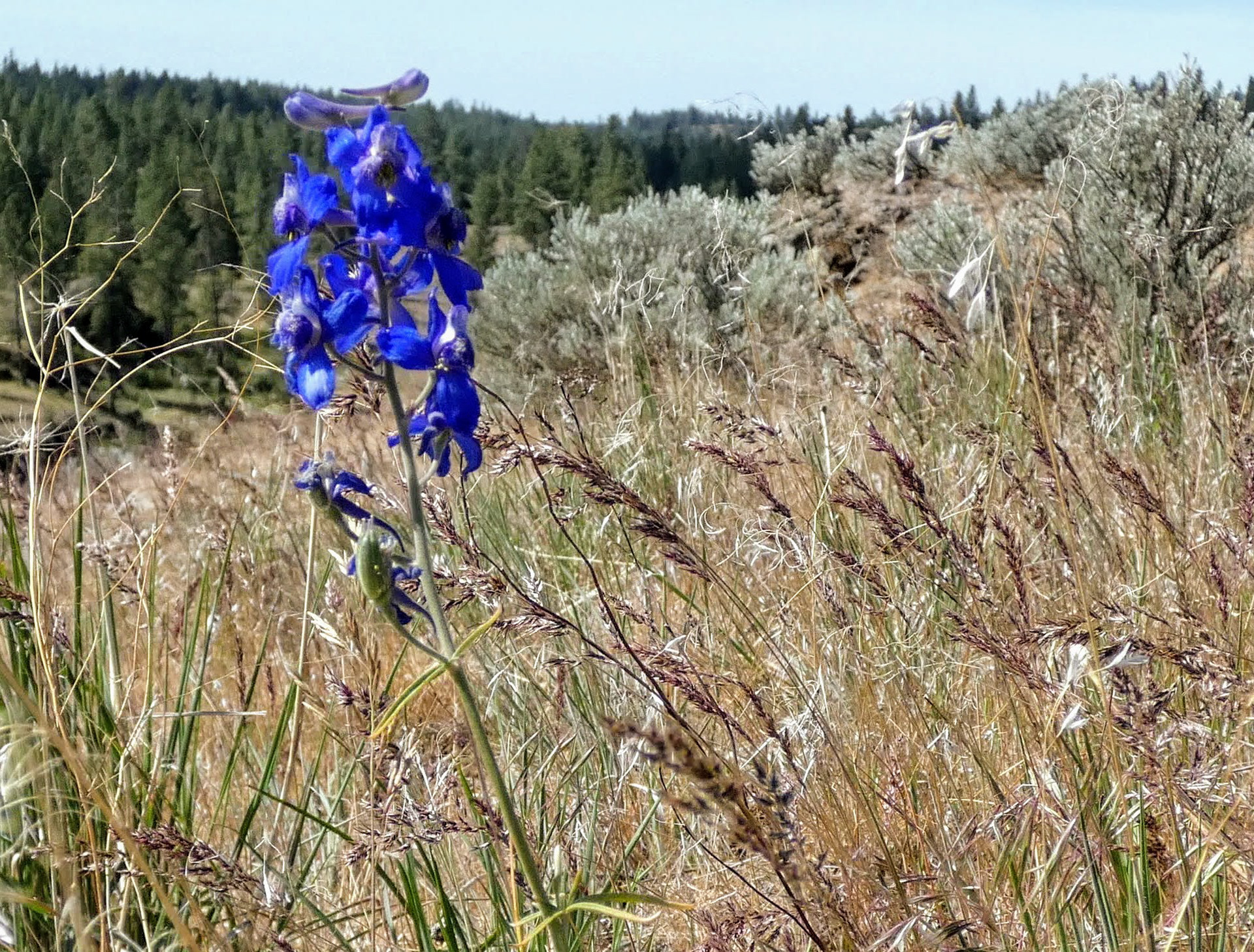 Larkspur