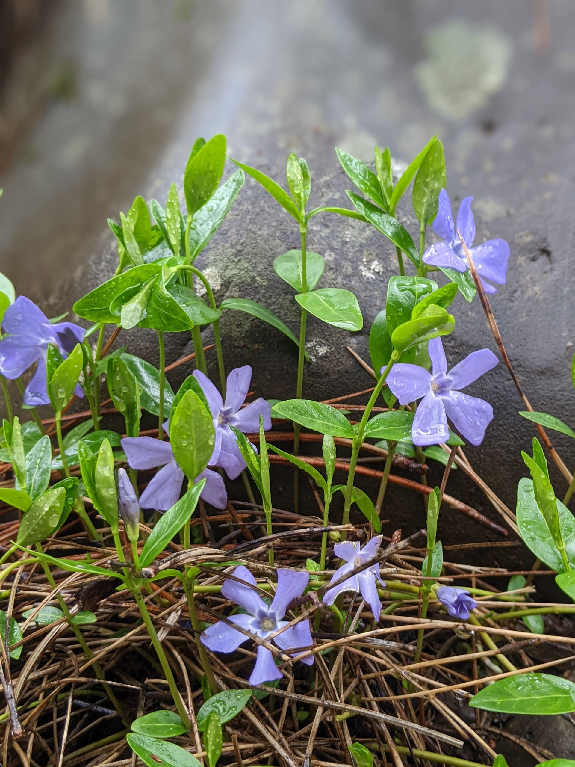 Periwinkle