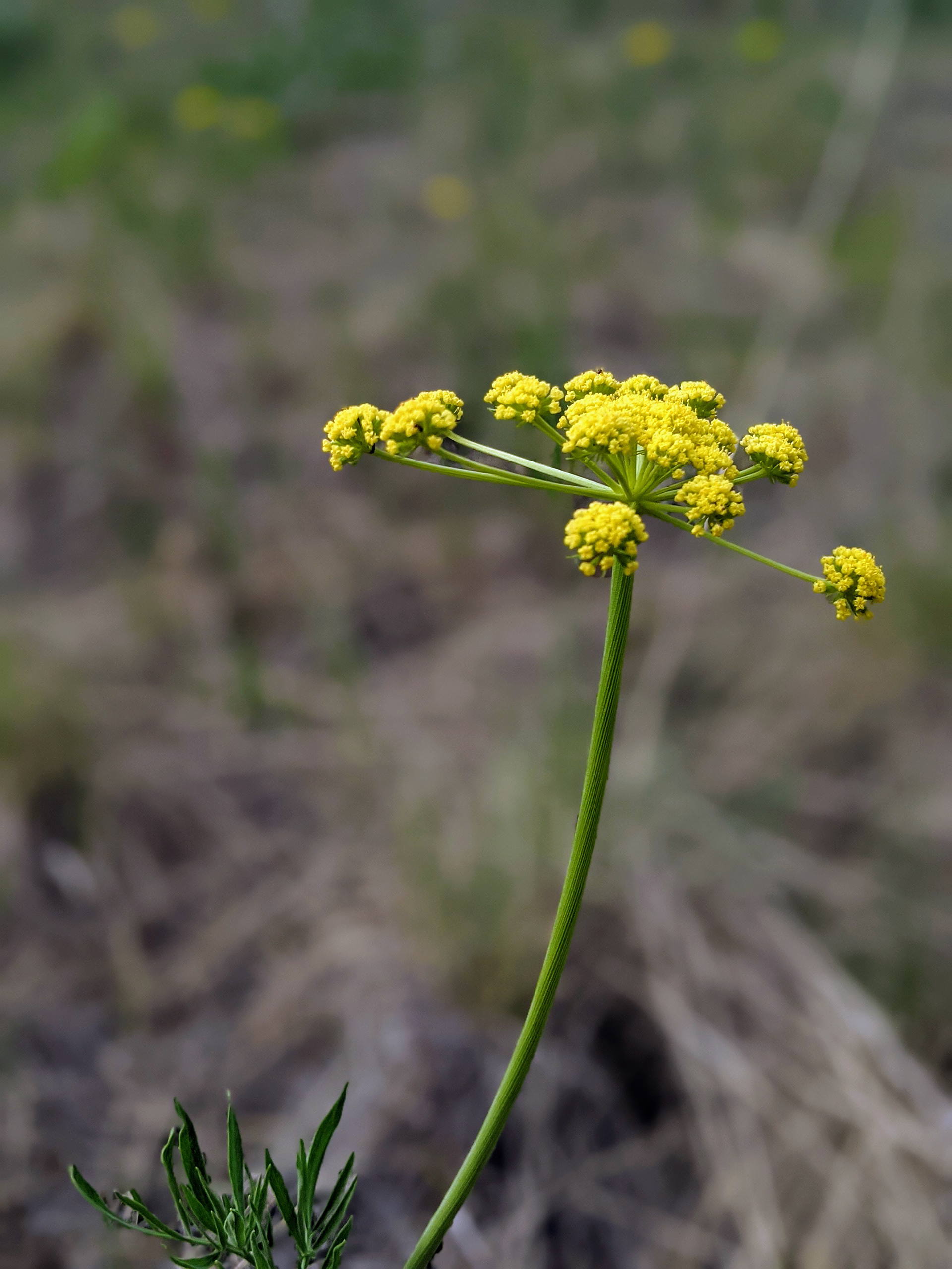 Ternate Desert-Parsley