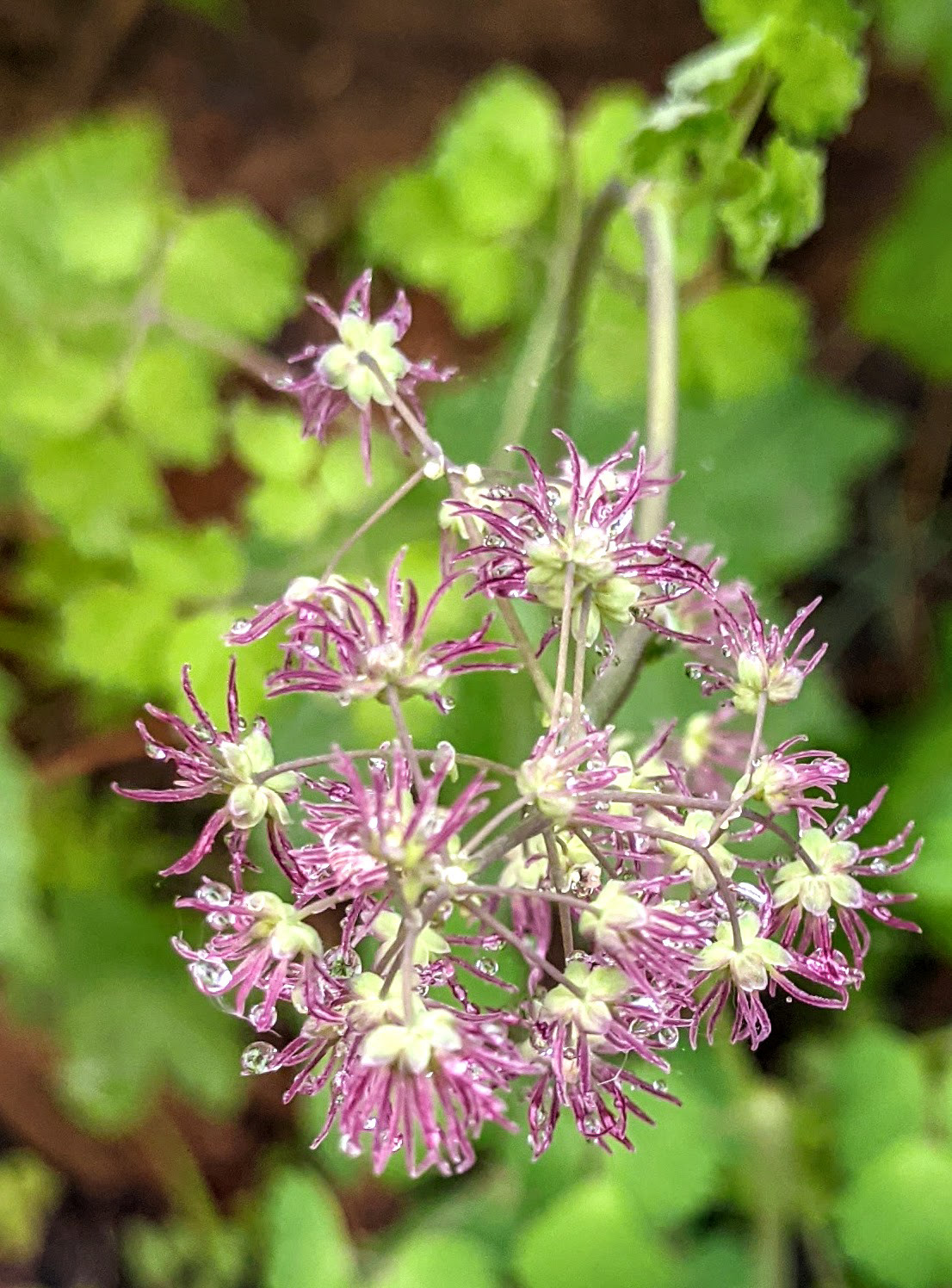 Meadow-Rue