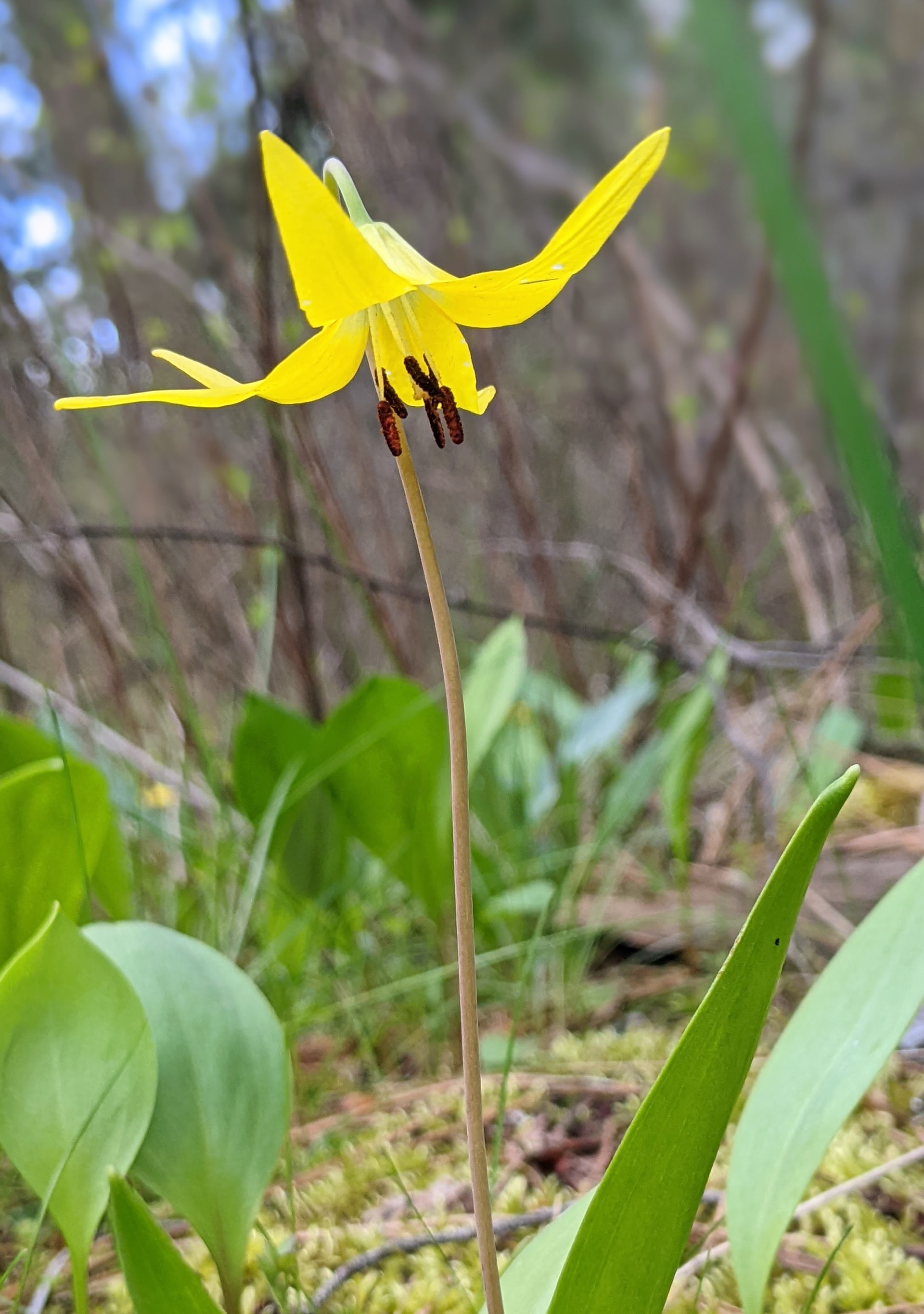 Yellow avalanche lily