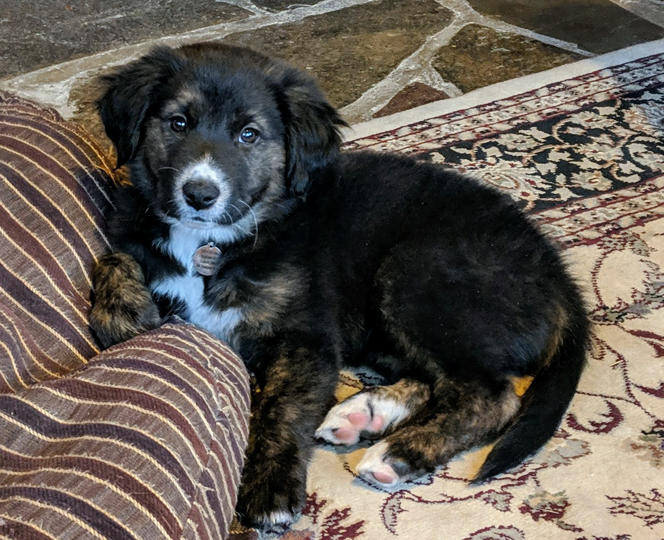 Bella Aspen