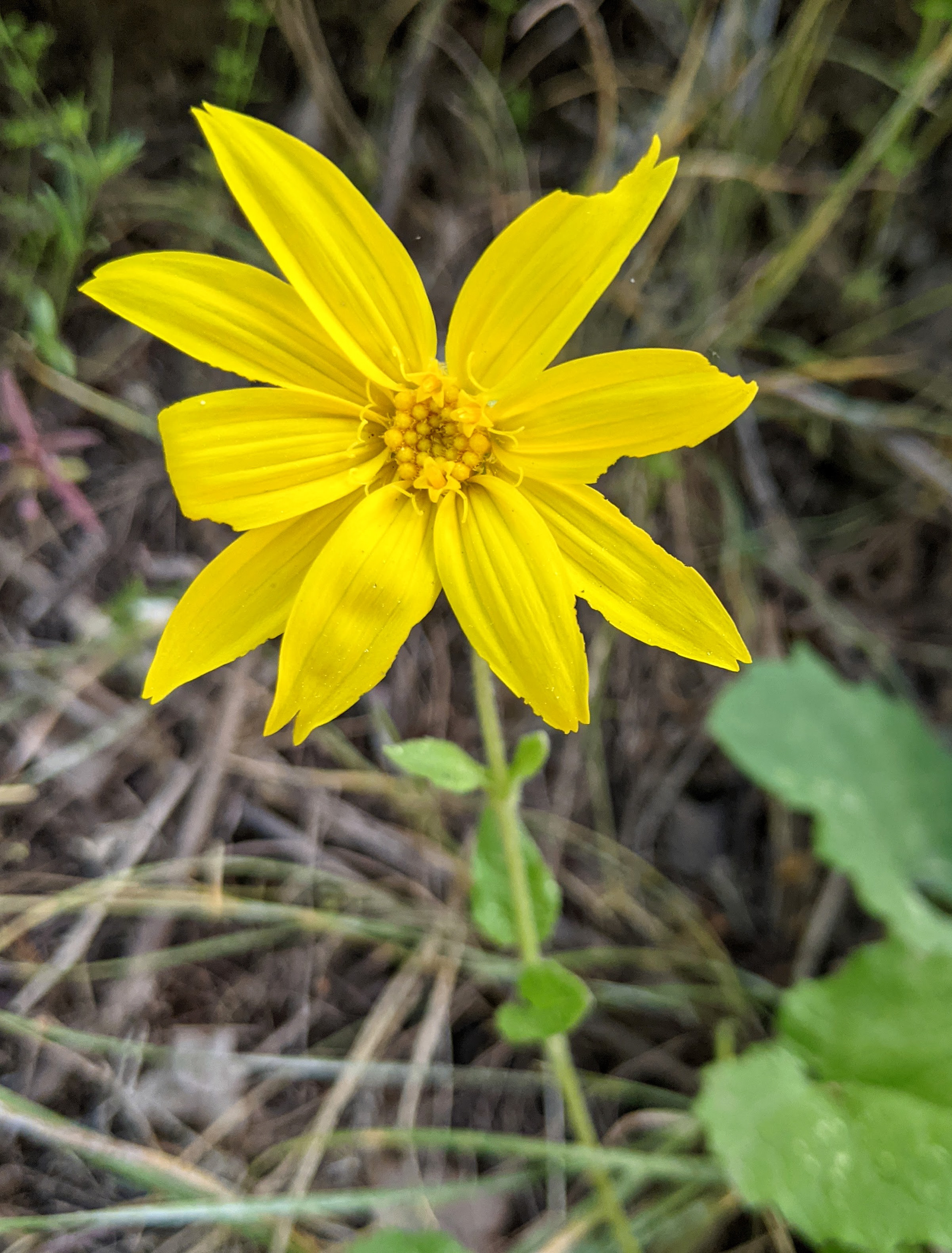 Arnicus