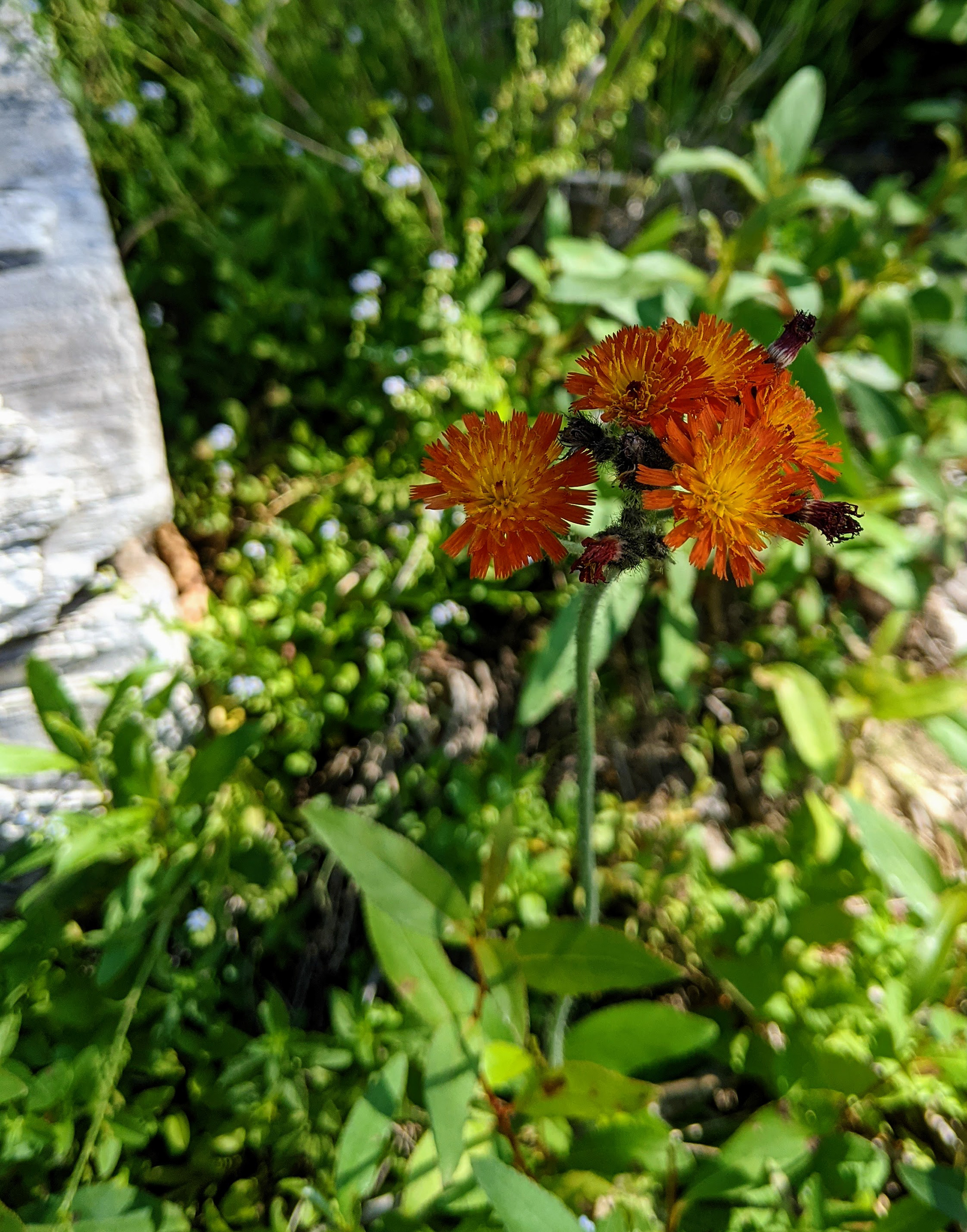 Orange Hawkweed