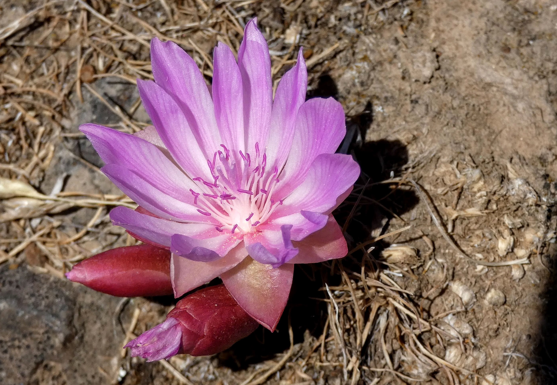 Bitterroot