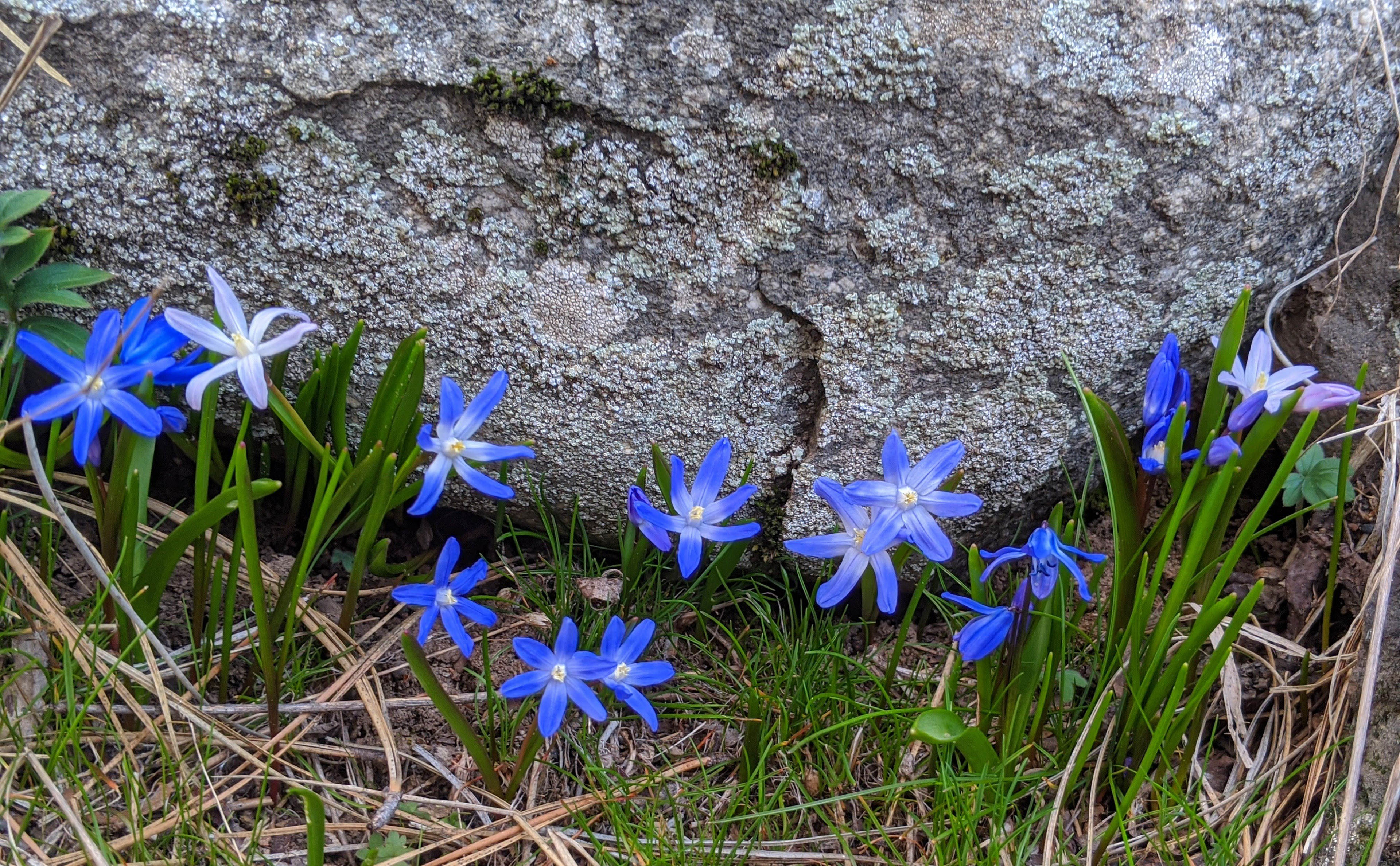 Squill