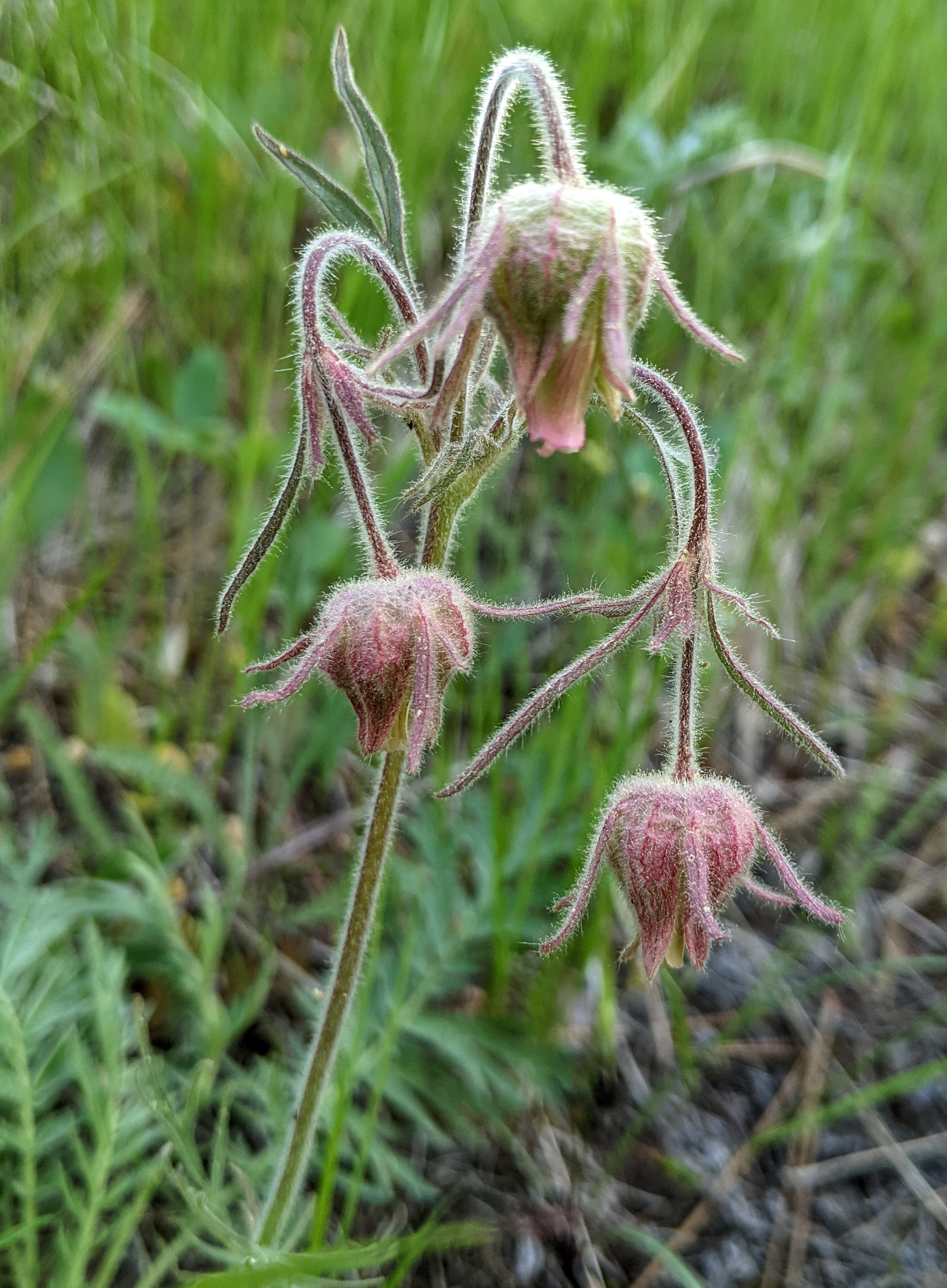 Prairie Smoke