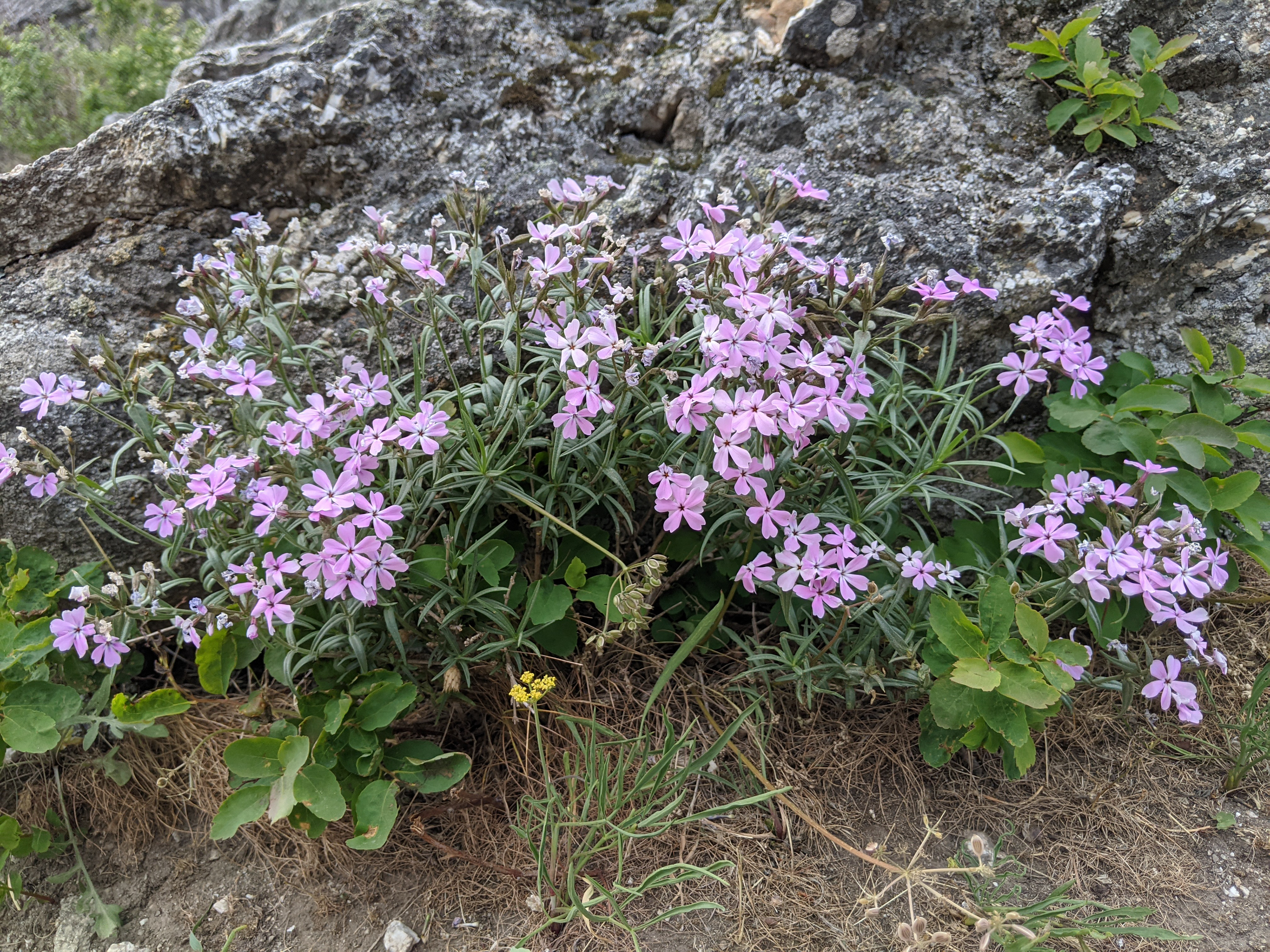 Phlox