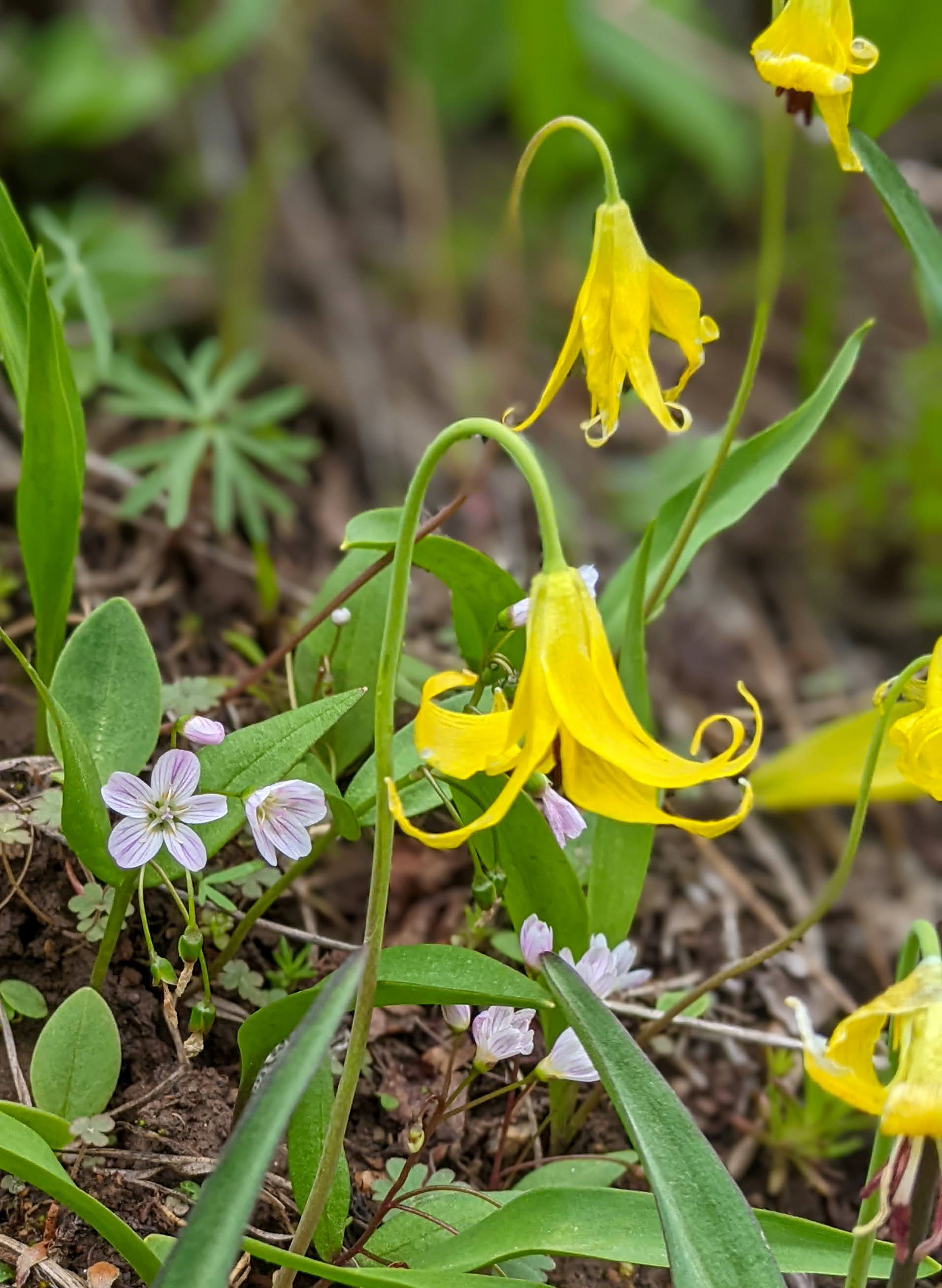 Glacier lily