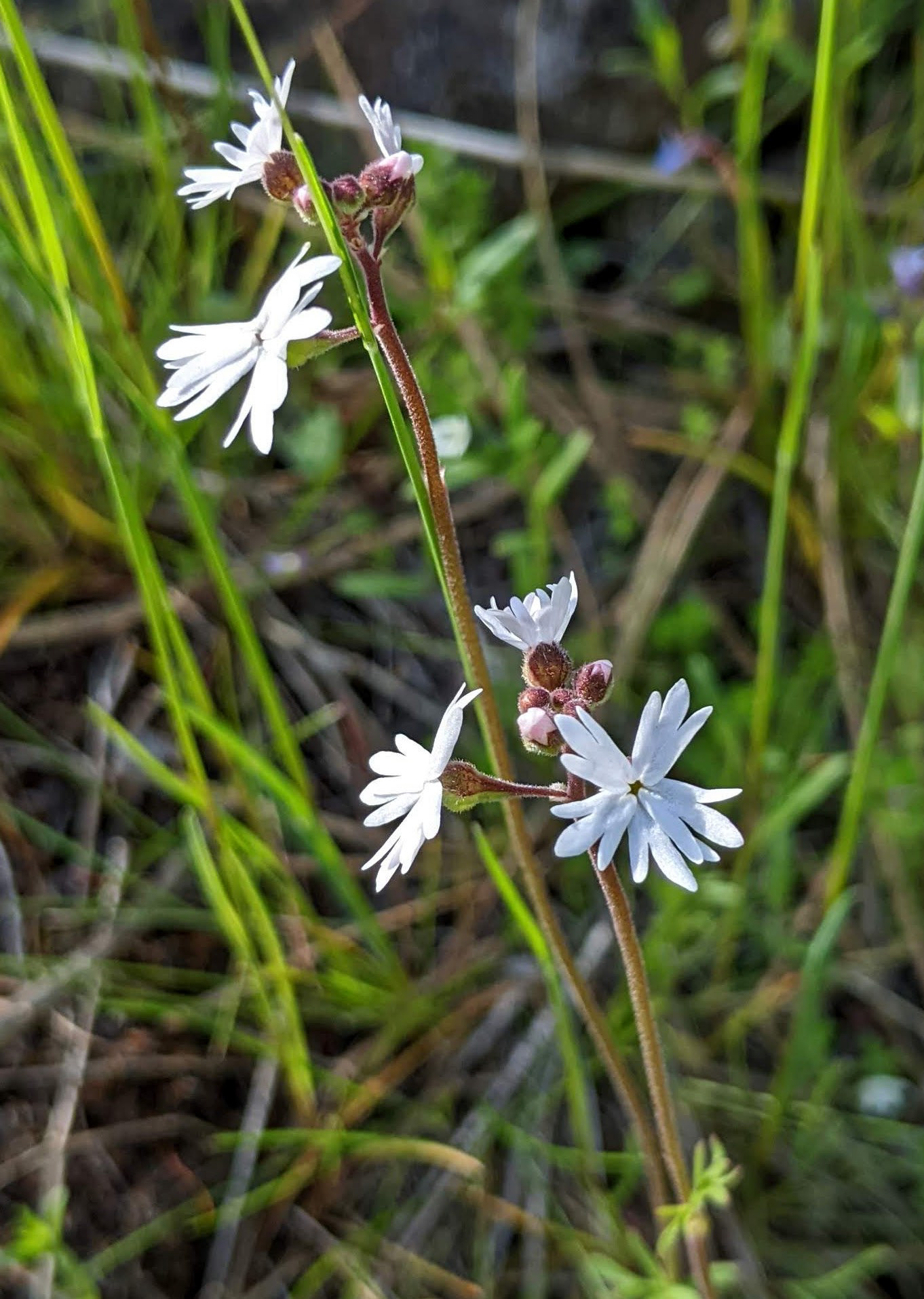 Prairie Star