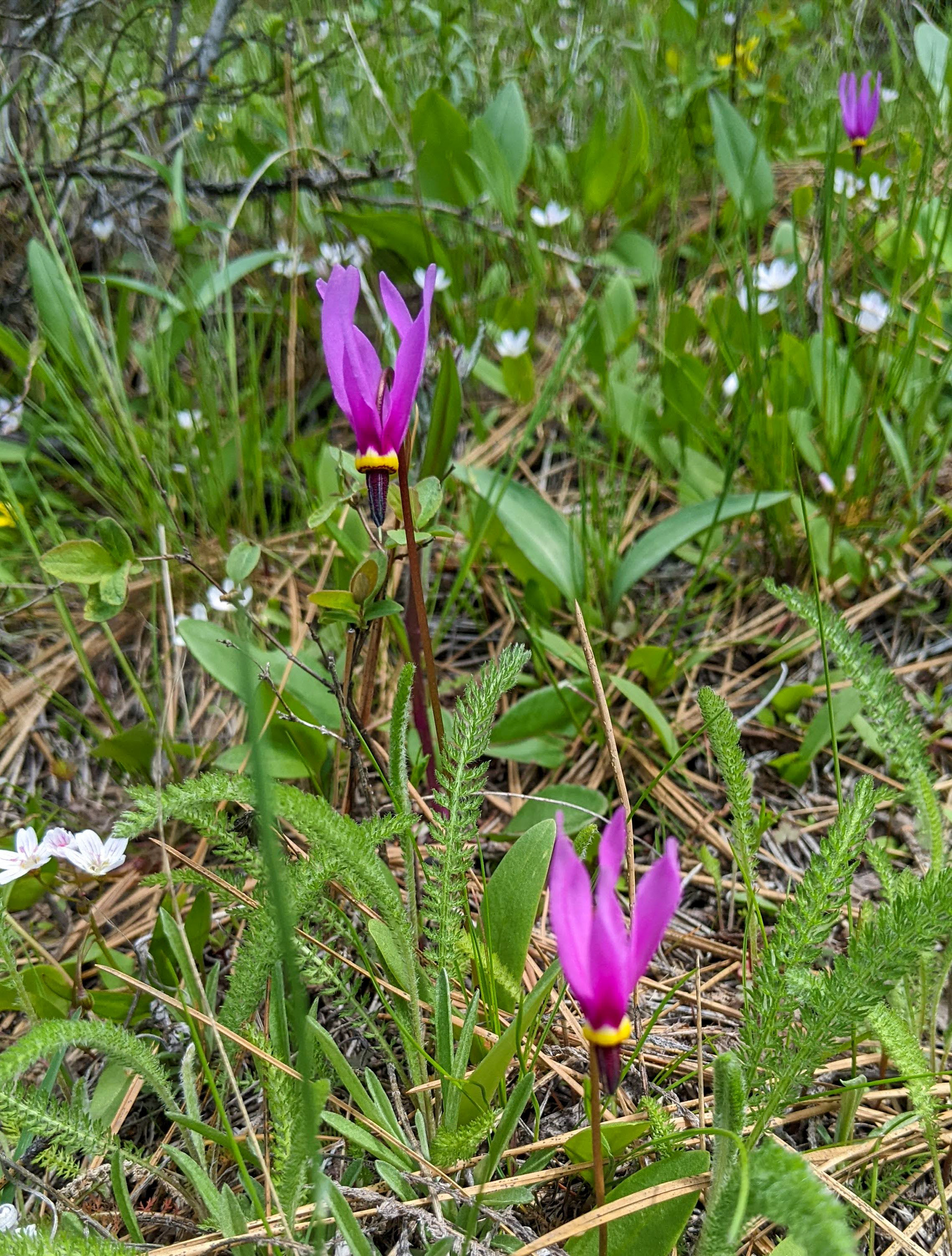 Dark-throated shooting star