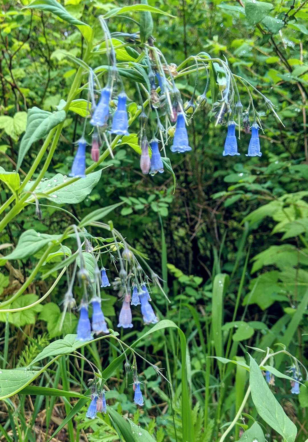 Bluebell