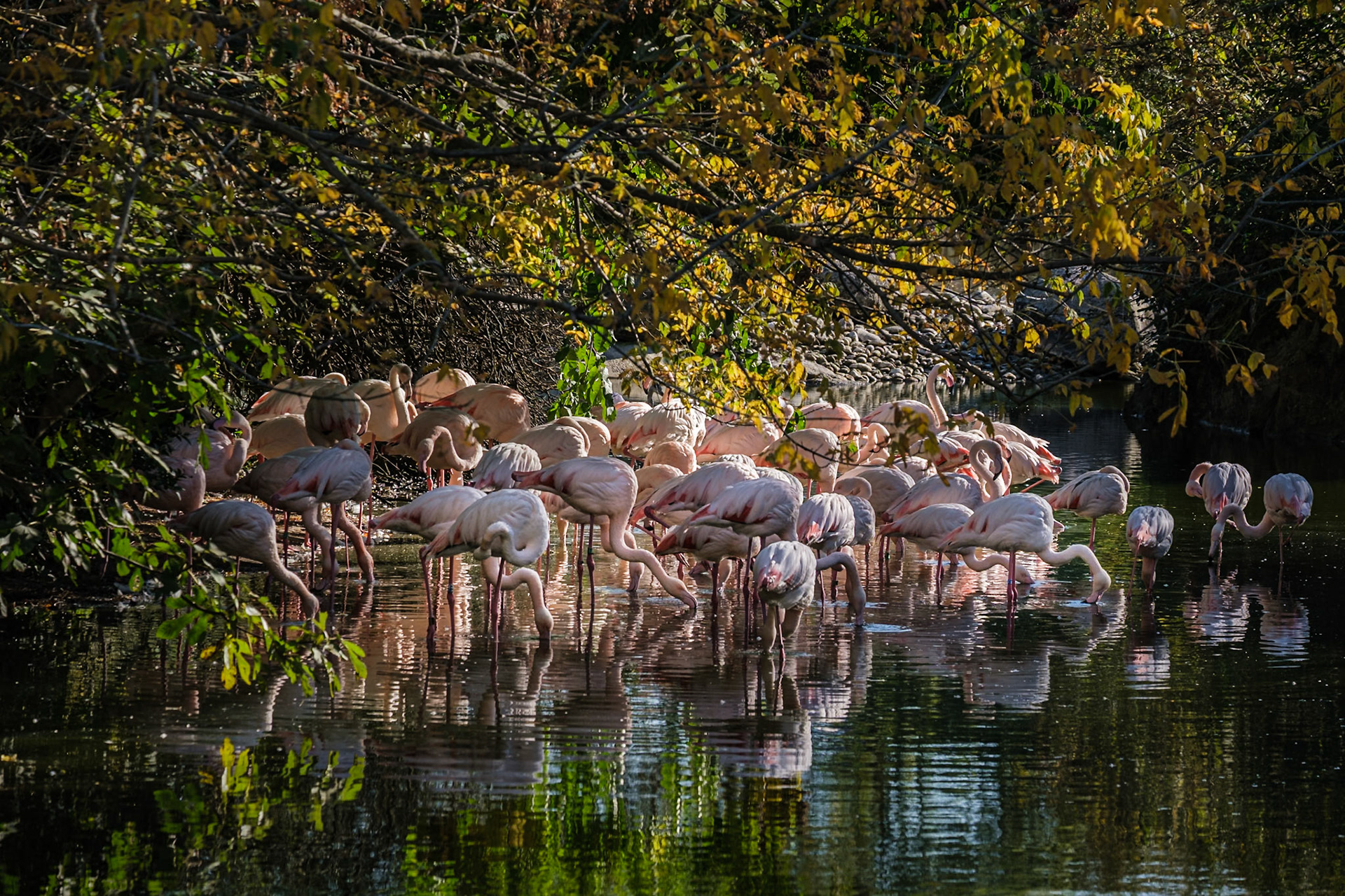 flamants roses, parc de la tete d'or