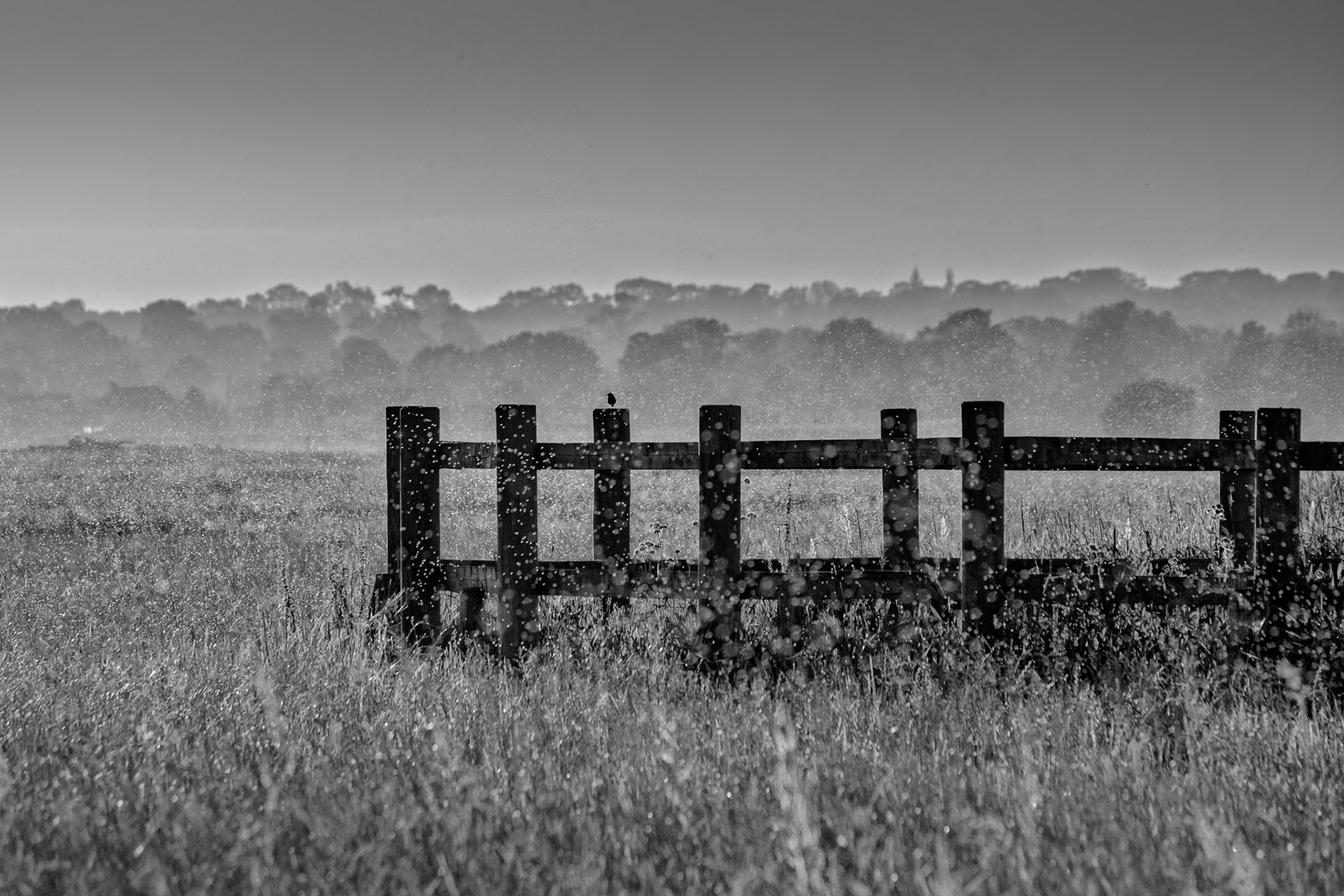 bergeronnette en  diner de moucherons marais du bessin