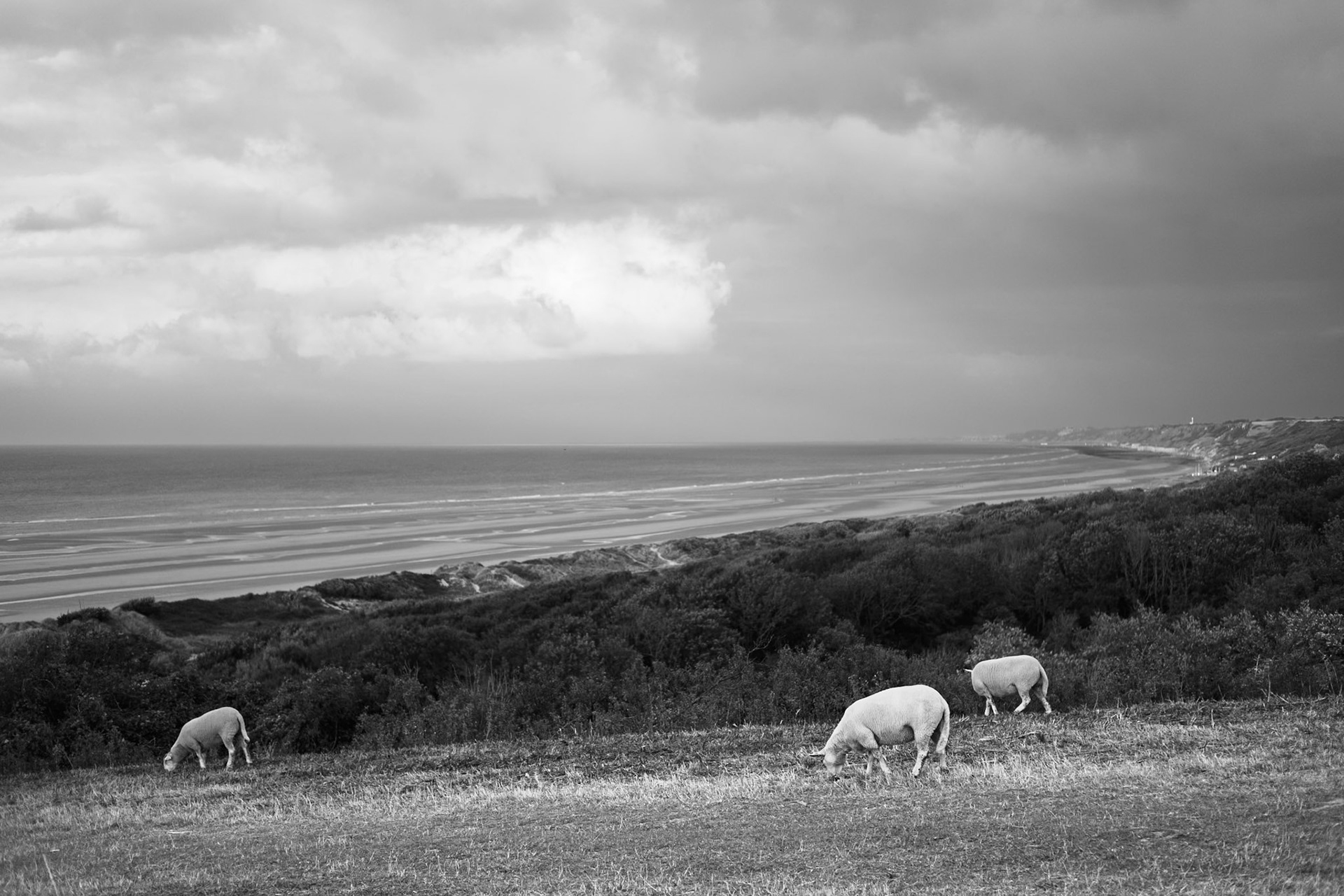 moutons omaha beach