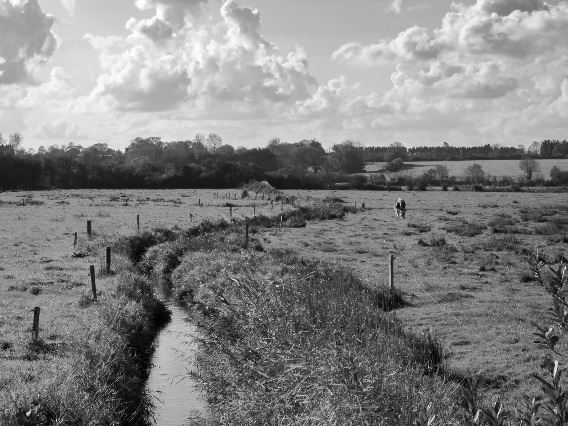paturage, marais du bessin