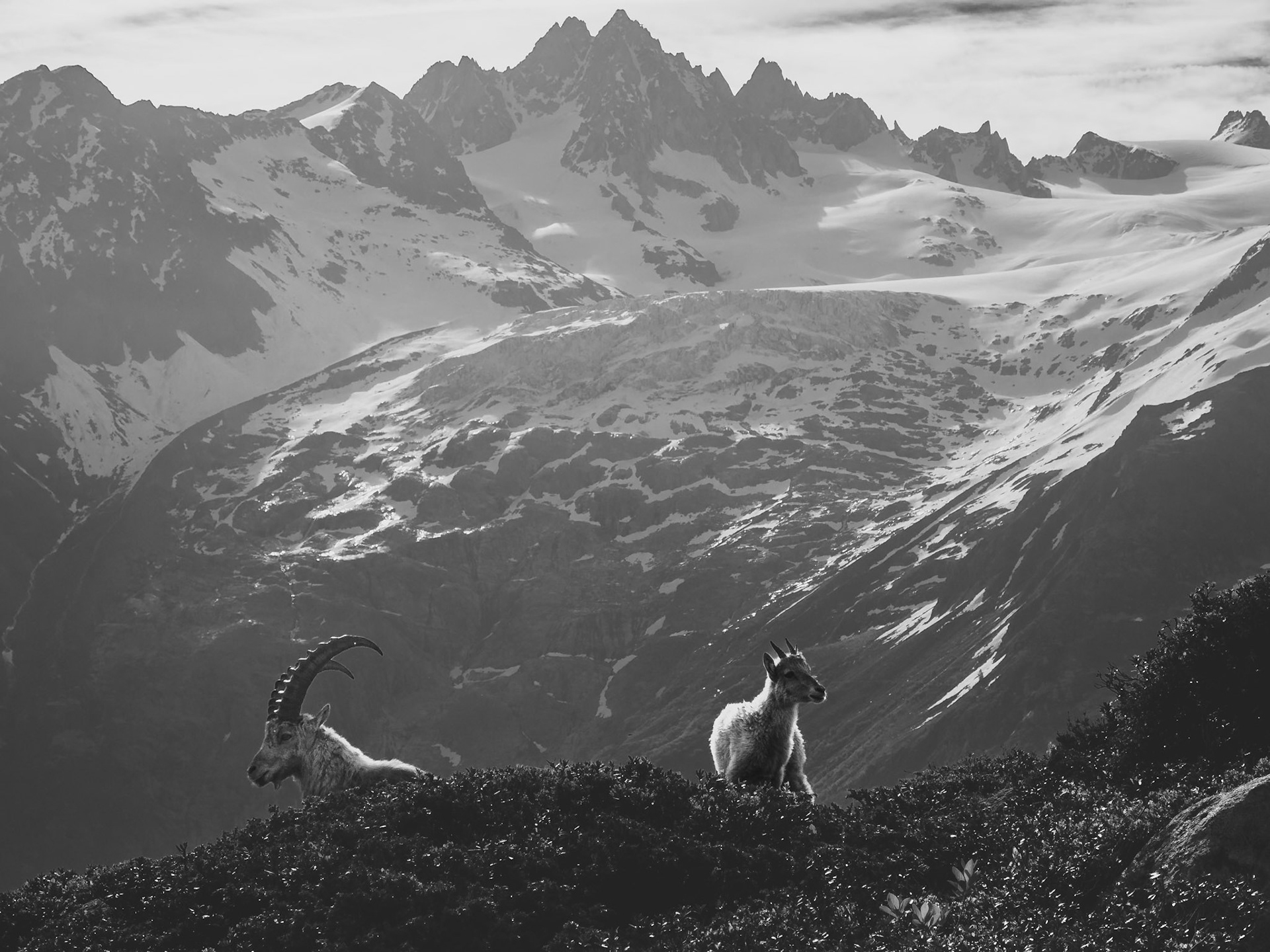 TMB bouquetin sur la crete et glacier
