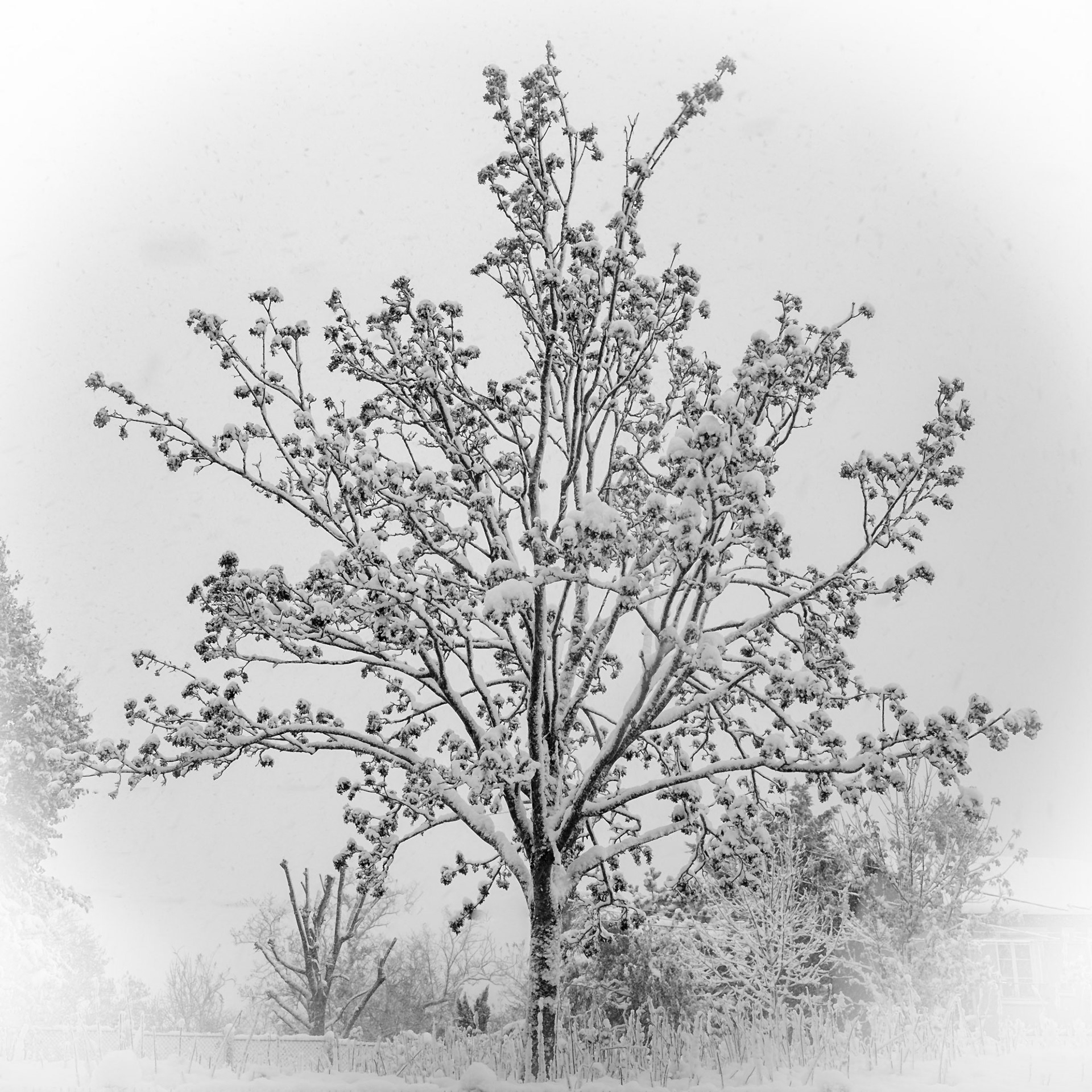 Arbre fleuri sous la neige