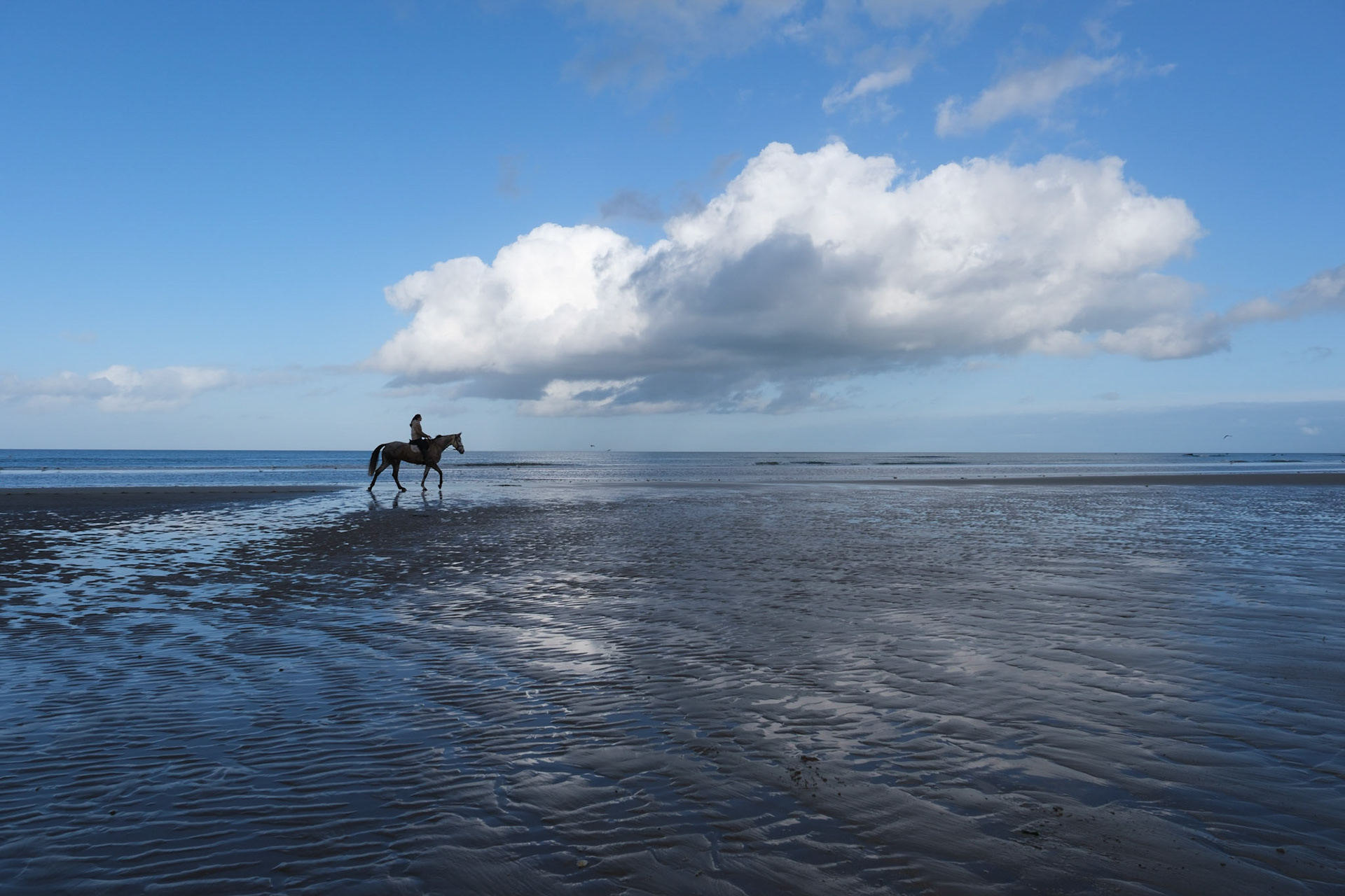 cheval sur la plage d'omaha beach