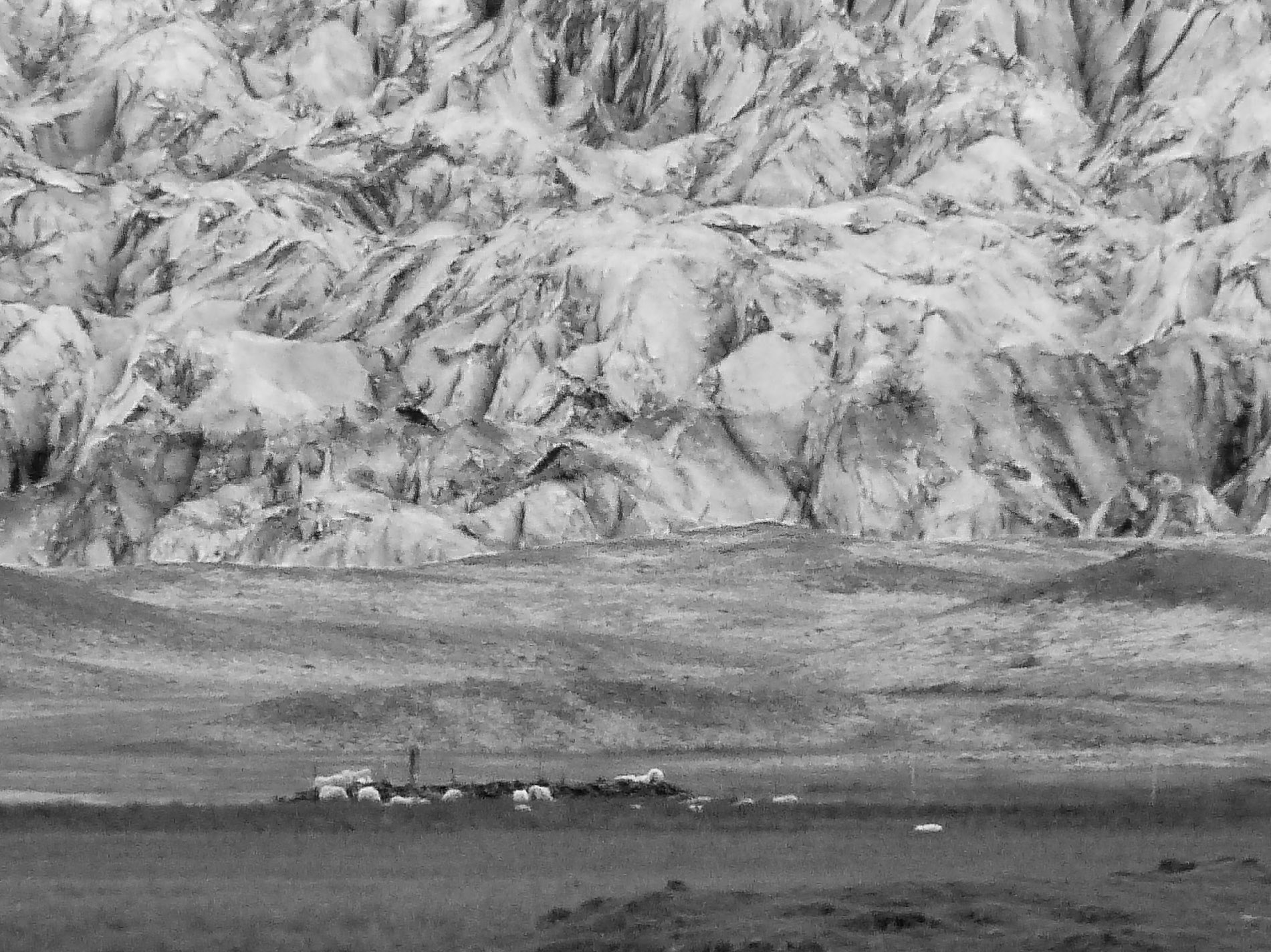 Glacier et paturage en islande