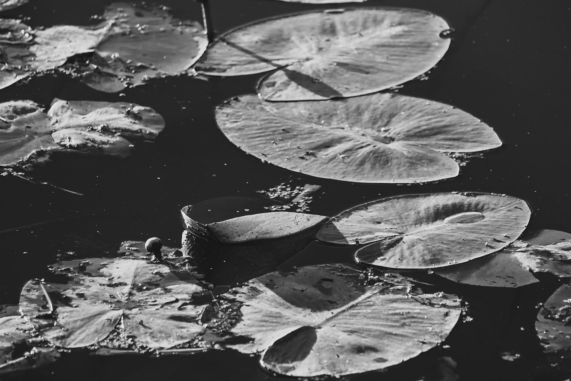 nénuphare marais du bessin