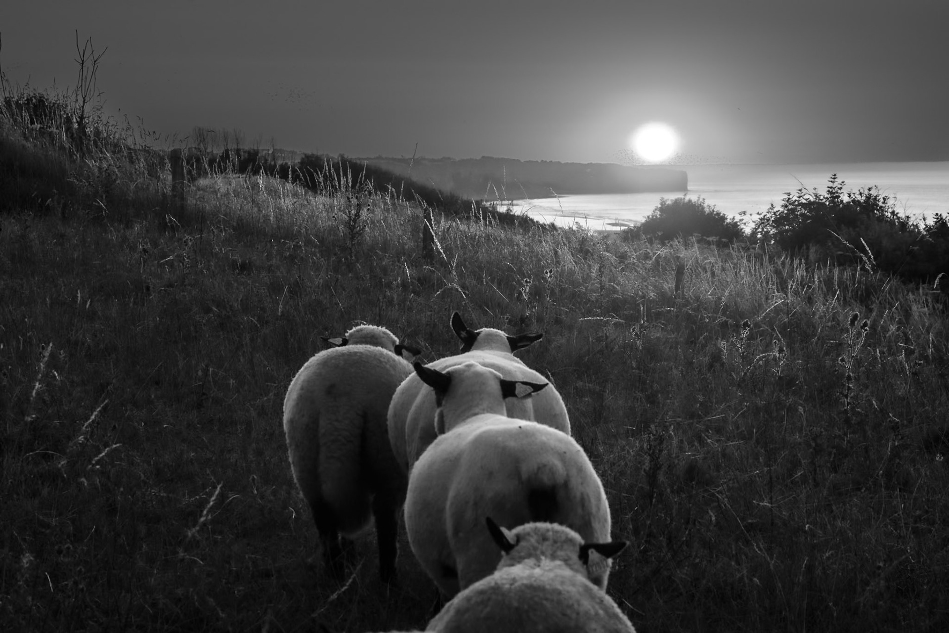 vers la lumière, omaha beach