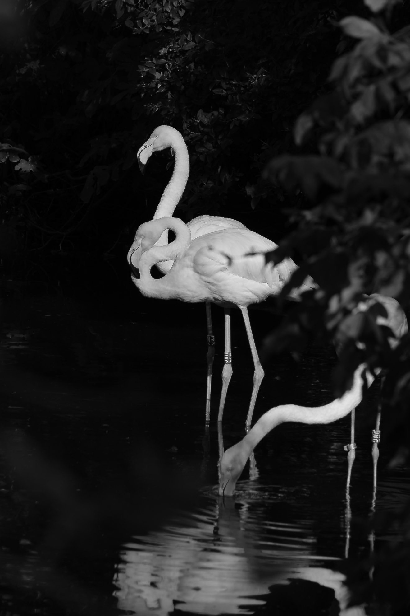 flamants roses, parc de la tete d'or
