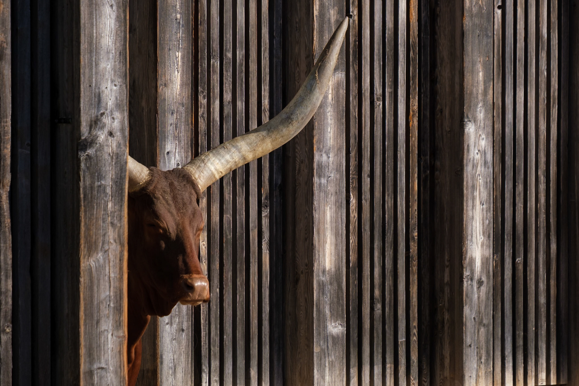 bufle au zoo de la tete d'or, lyon