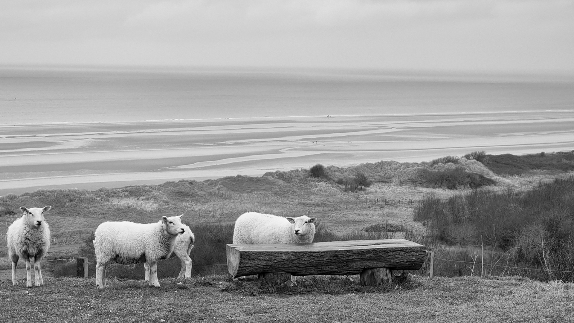 Moutons, plage de saint laurent sur mer, omaha beach